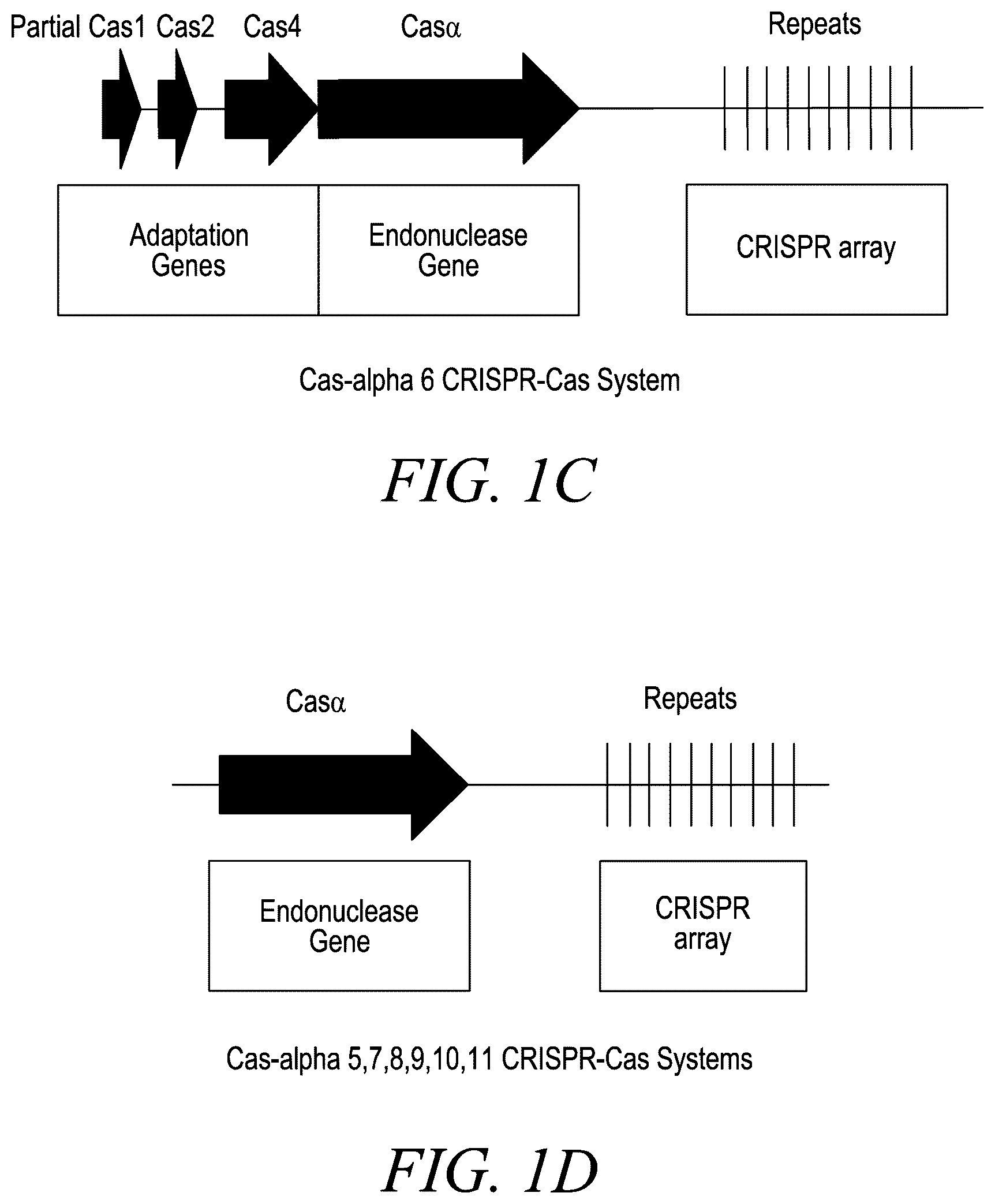 Patent US12365888 Figure 2 – CRISPR-Cas systems for genome editing