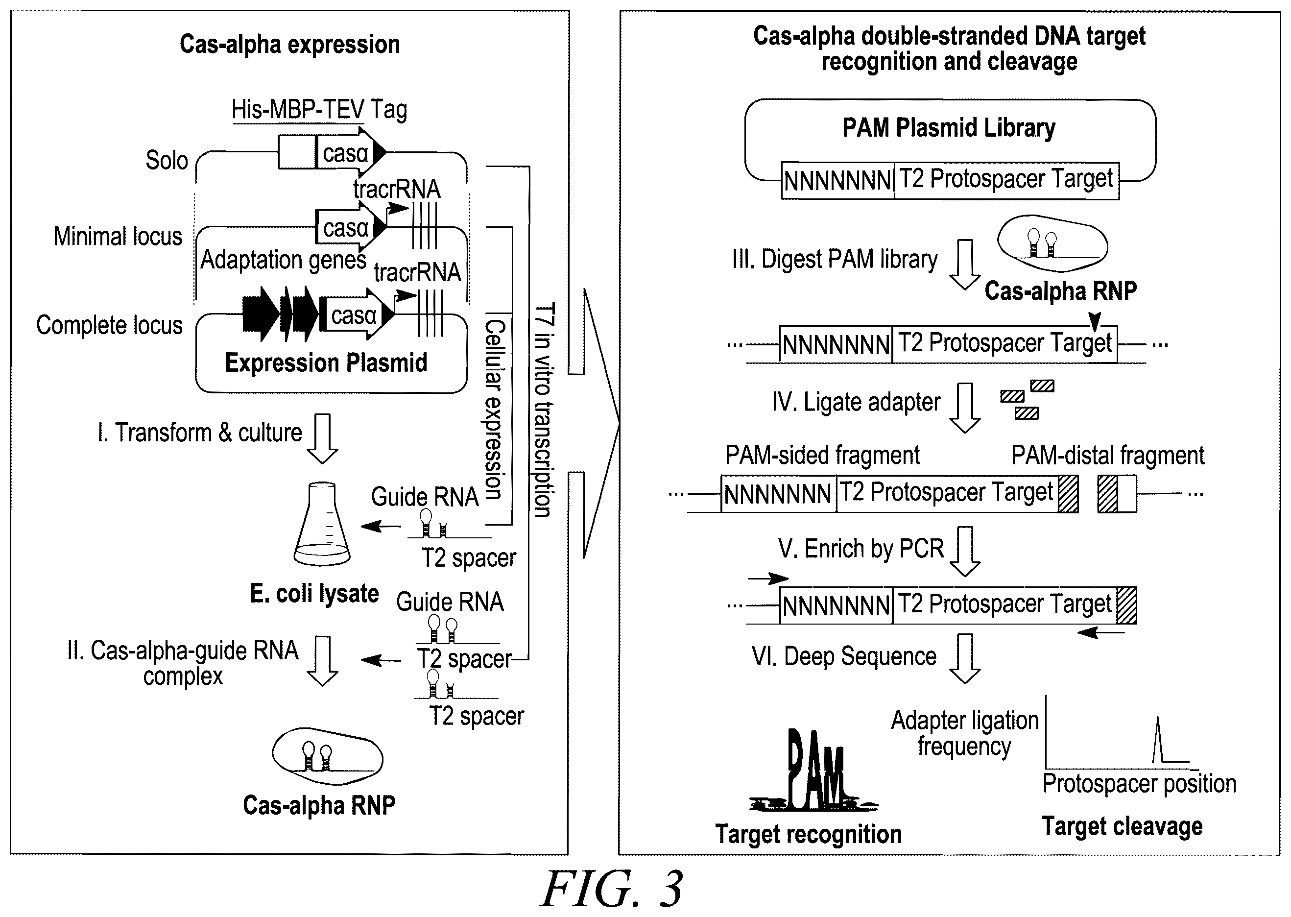 Patent US12365888 Figure 4 – CRISPR-Cas systems for genome editing