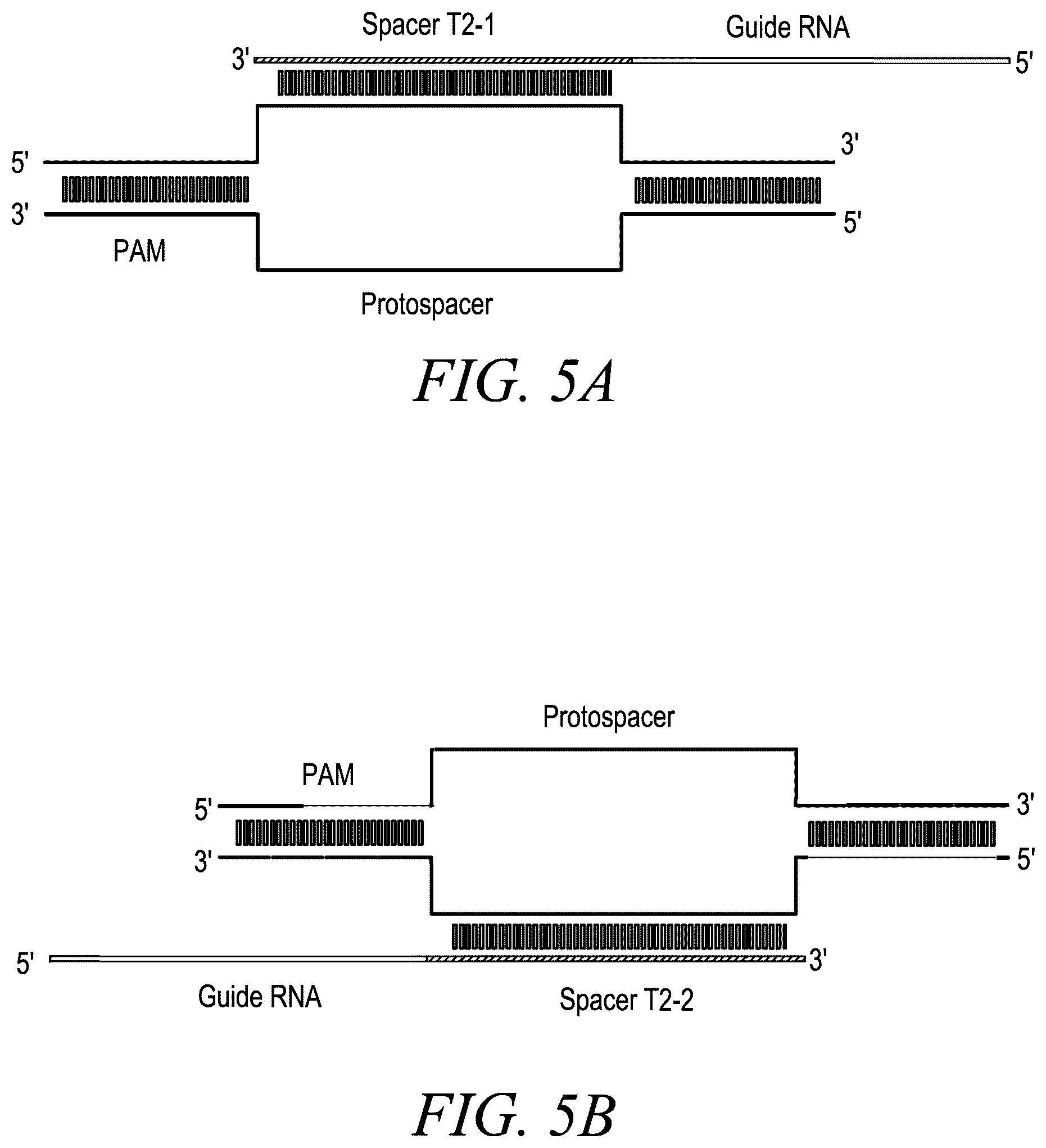 Patent US12365888 Figure 8 – CRISPR-Cas systems for genome editing