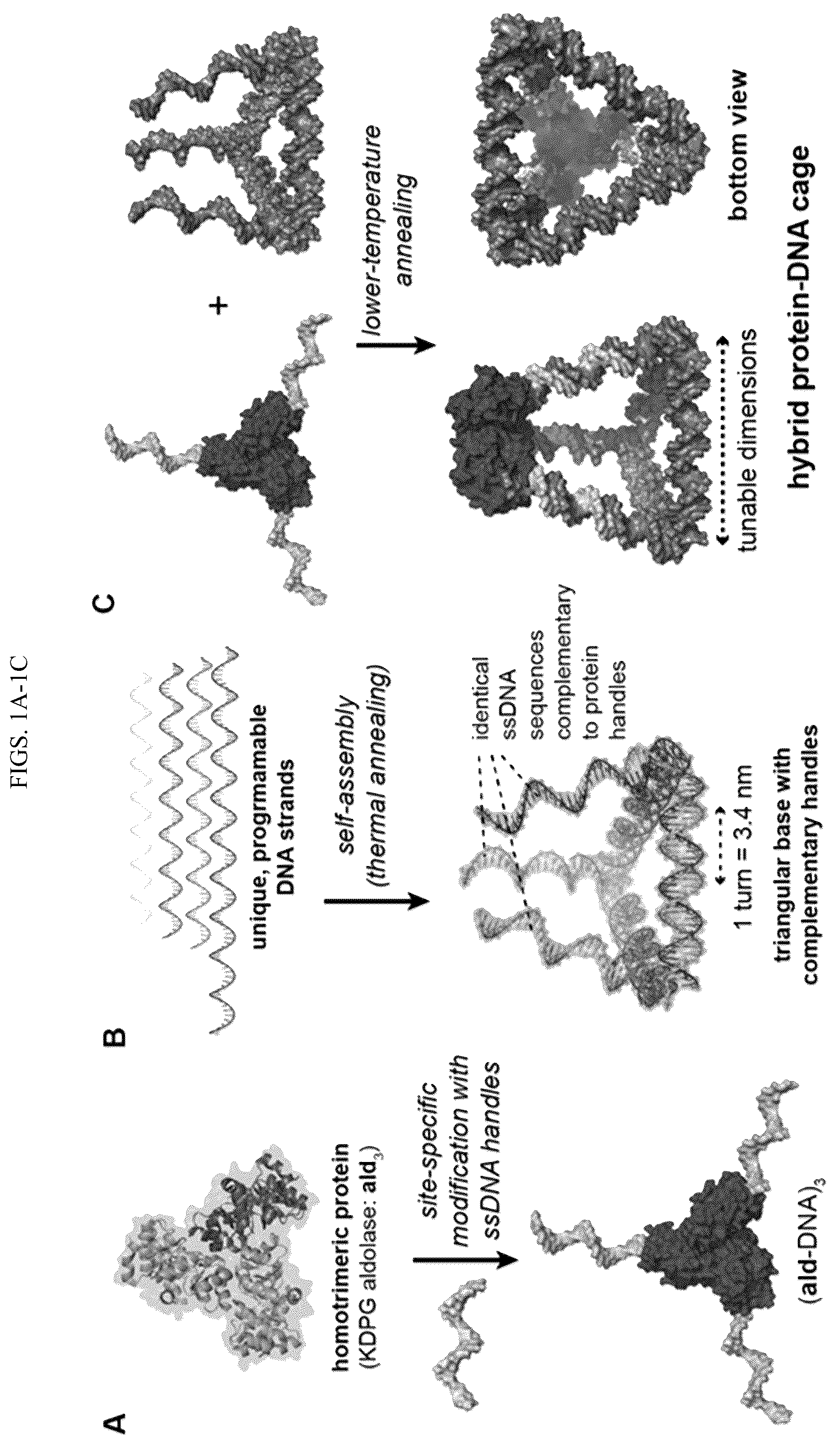 Patent US12365889 Figure 1 – Tunable nanoscale cages from self-assembling DNA and protein building blocks