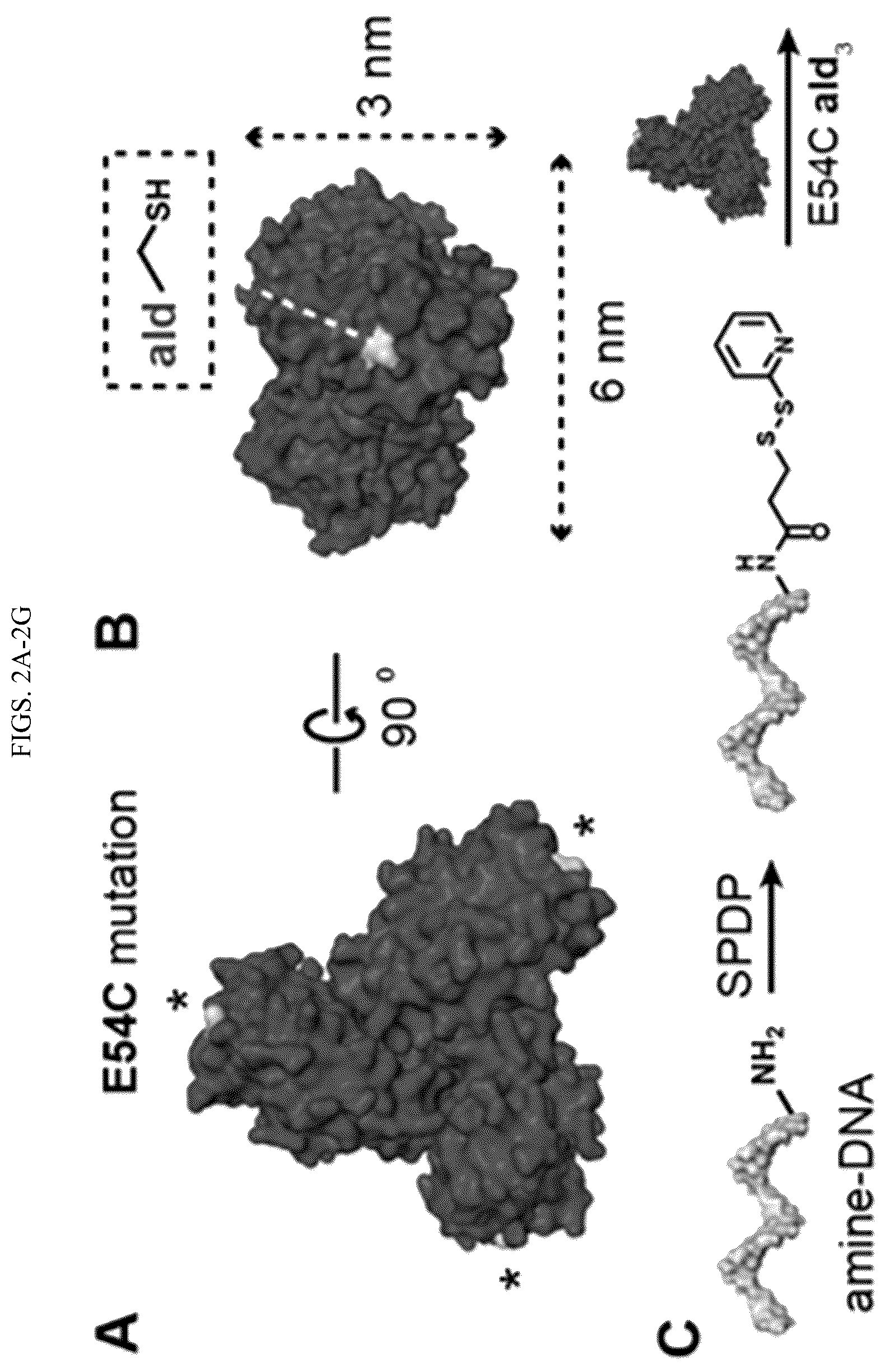 Patent US12365889 Figure 2 – Tunable nanoscale cages from self-assembling DNA and protein building blocks