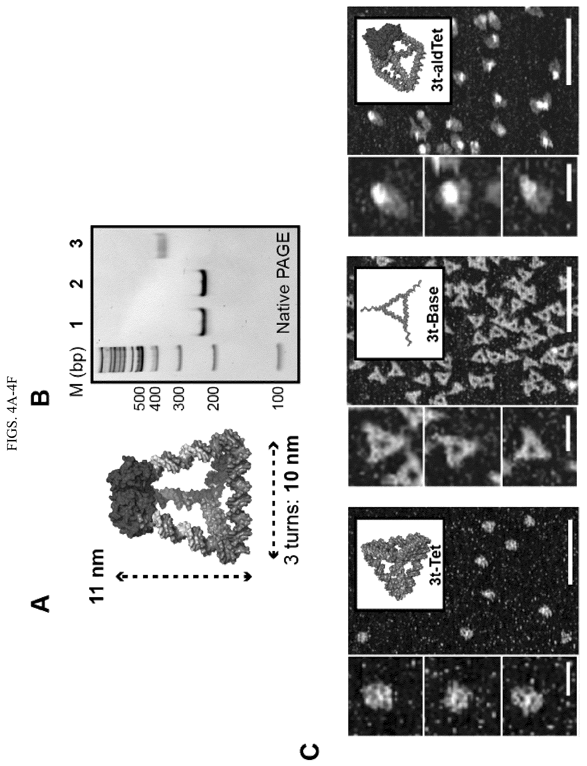 Patent US12365889 Figure 6 – Tunable nanoscale cages from self-assembling DNA and protein building blocks