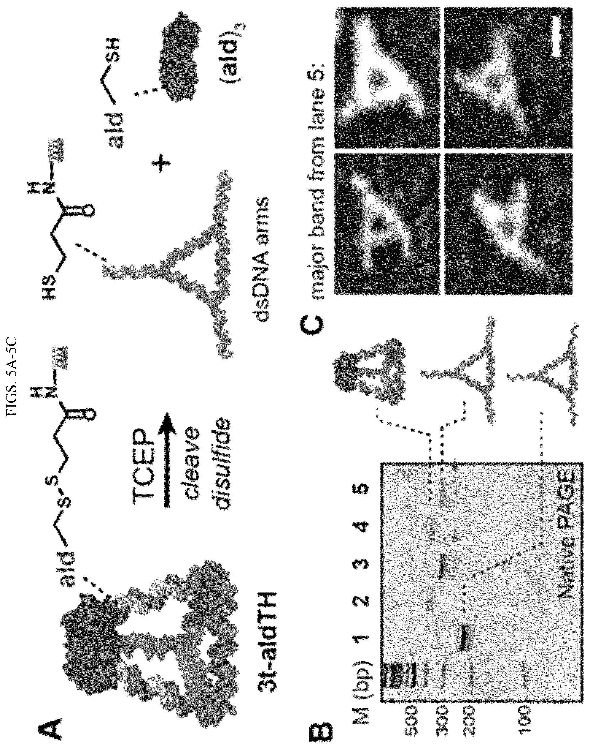 Patent US12365889 Figure 8 – Tunable nanoscale cages from self-assembling DNA and protein building blocks