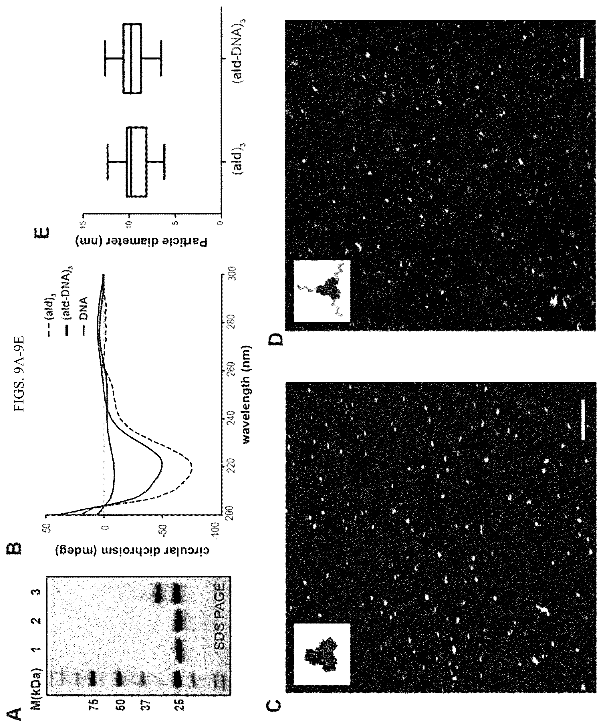 Patent US12365889 Figure 14 – Tunable nanoscale cages from self-assembling DNA and protein building blocks