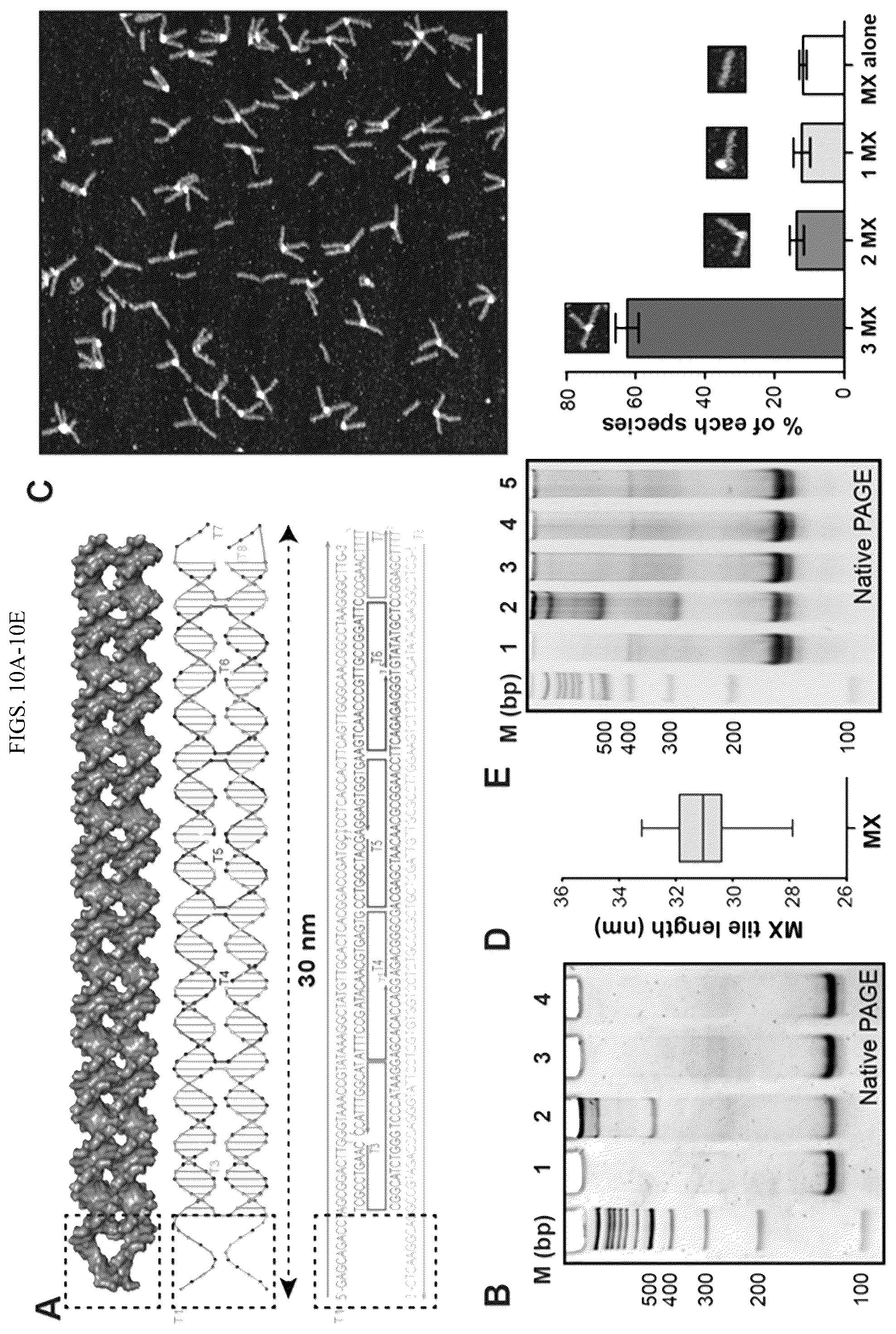 Patent US12365889 Figure 15 – Tunable nanoscale cages from self-assembling DNA and protein building blocks
