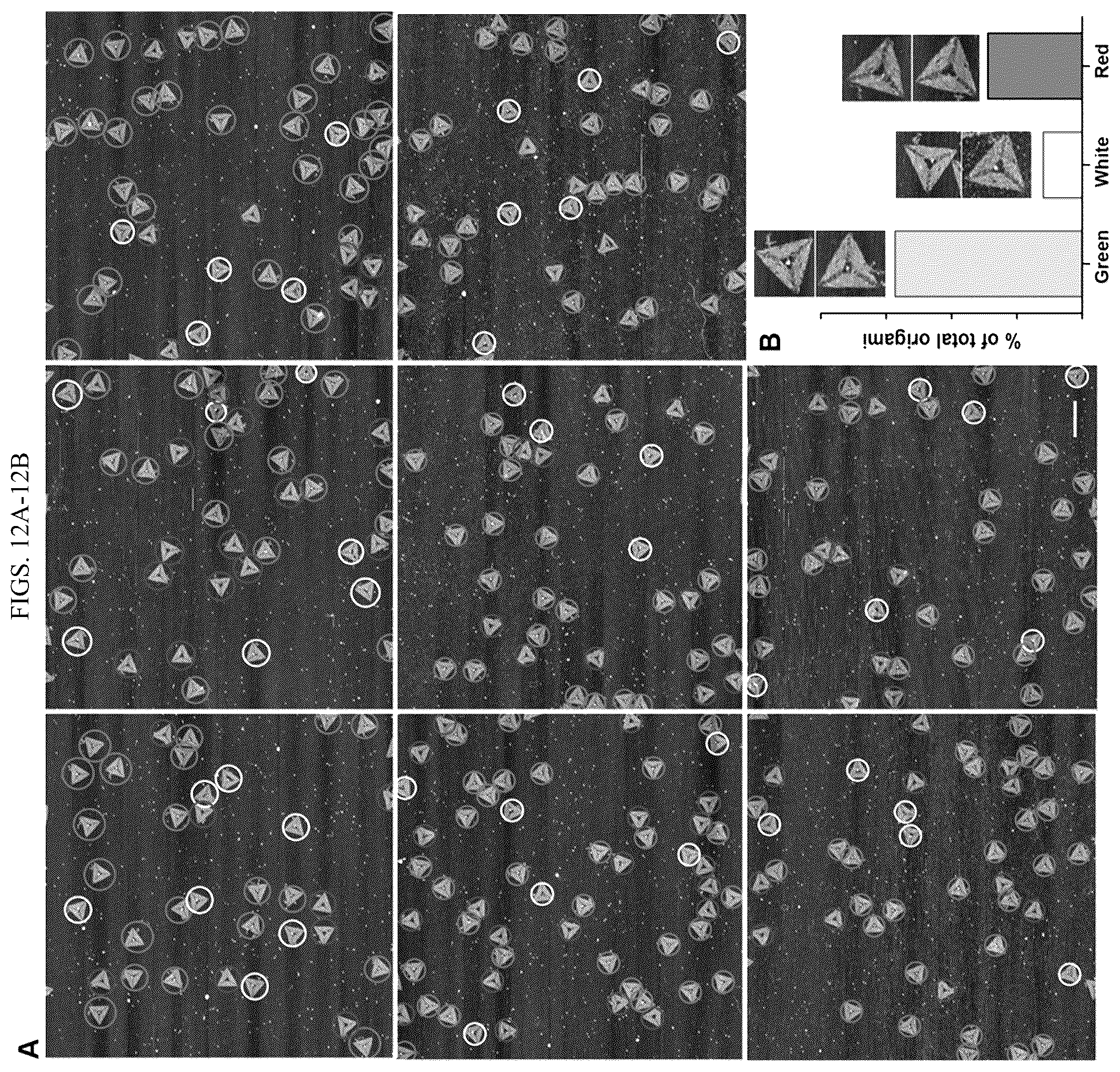 Patent US12365889 Figure 17 – Tunable nanoscale cages from self-assembling DNA and protein building blocks