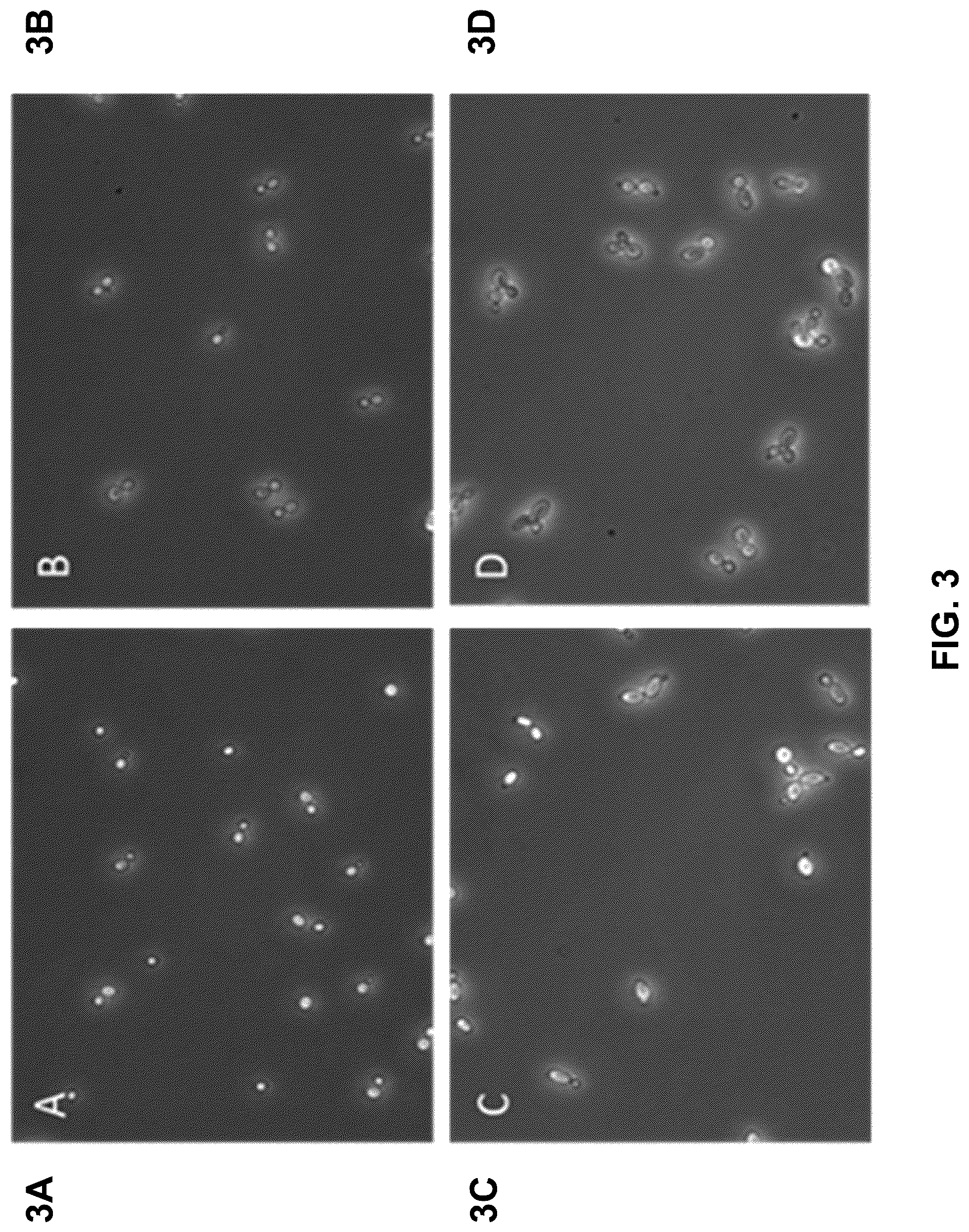 Patent US12365890 Figure 3 – Optimization of yeast host cells for the production of heterologous proteins