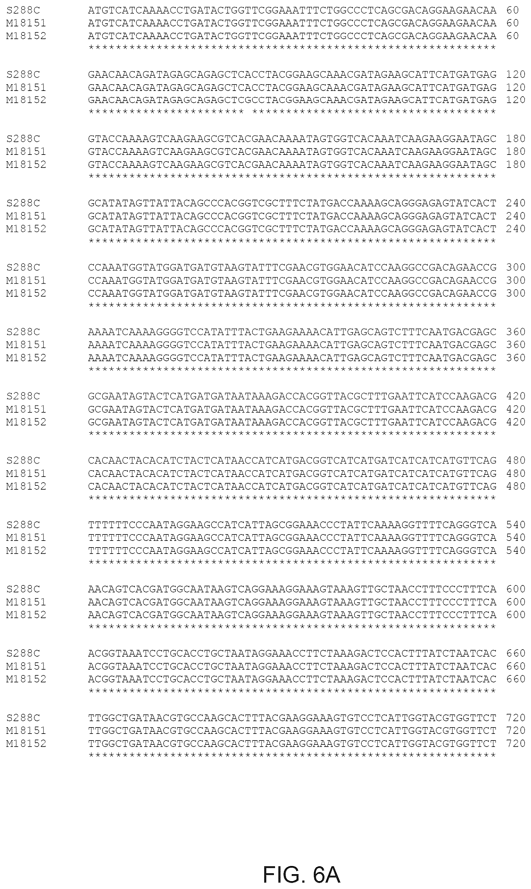 Patent US12365890 Figure 6 – Optimization of yeast host cells for the production of heterologous proteins