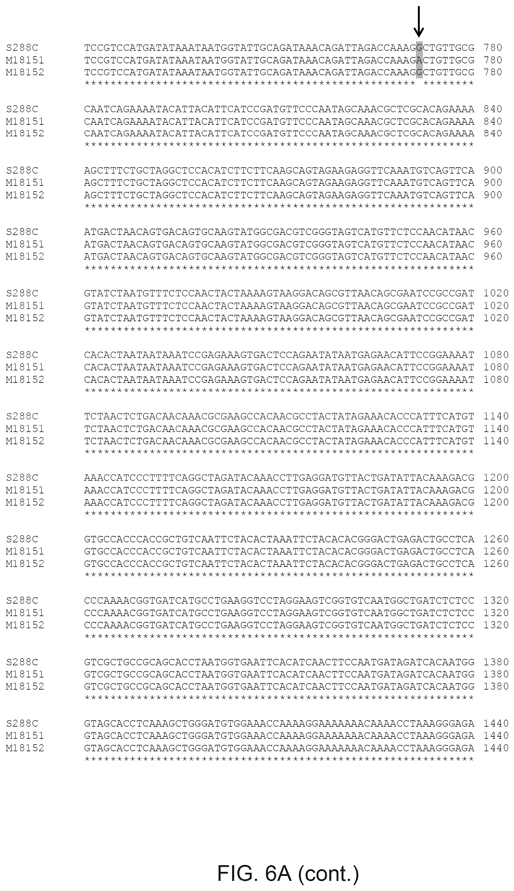 Patent US12365890 Figure 7 – Optimization of yeast host cells for the production of heterologous proteins