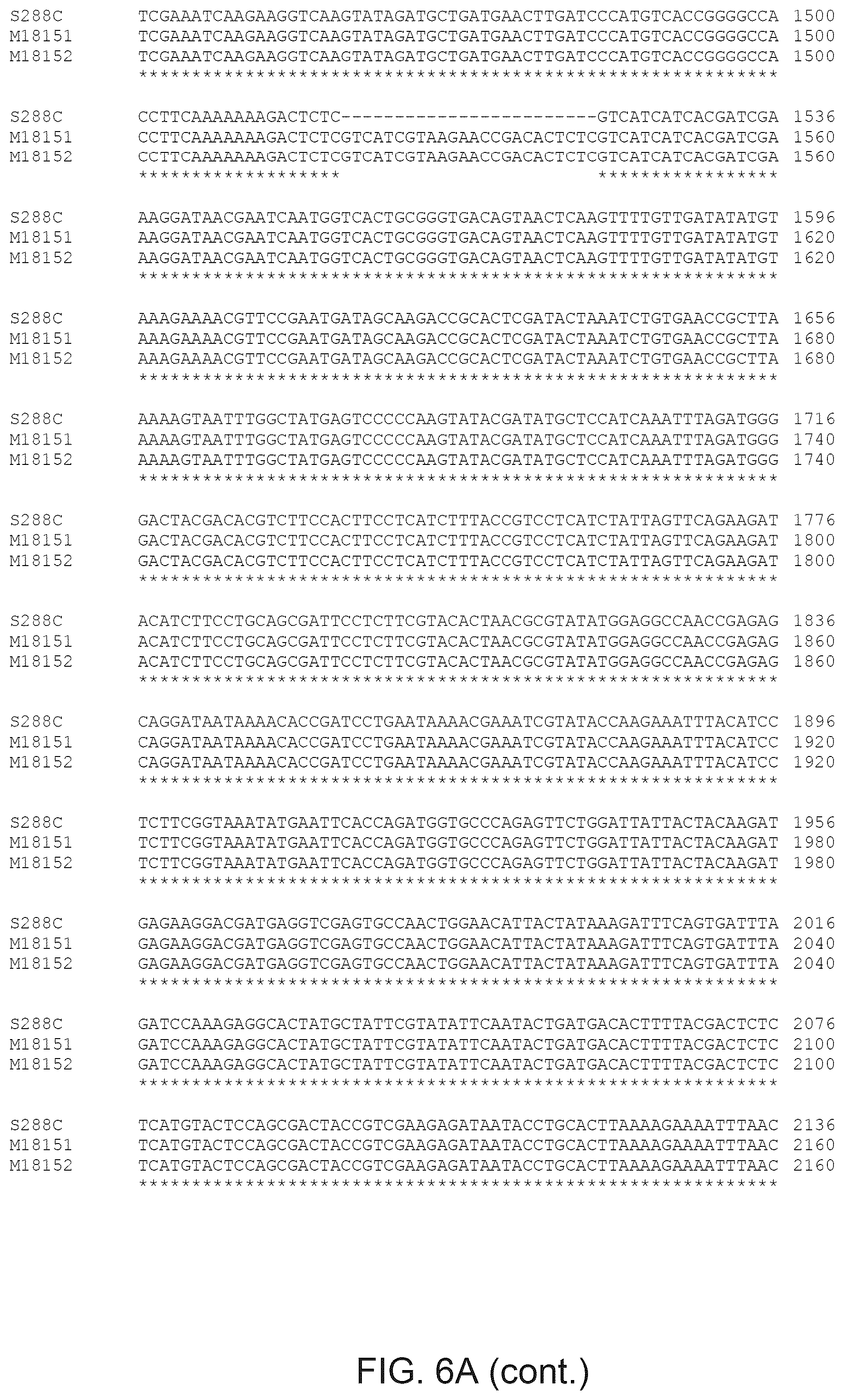 Patent US12365890 Figure 8 – Optimization of yeast host cells for the production of heterologous proteins