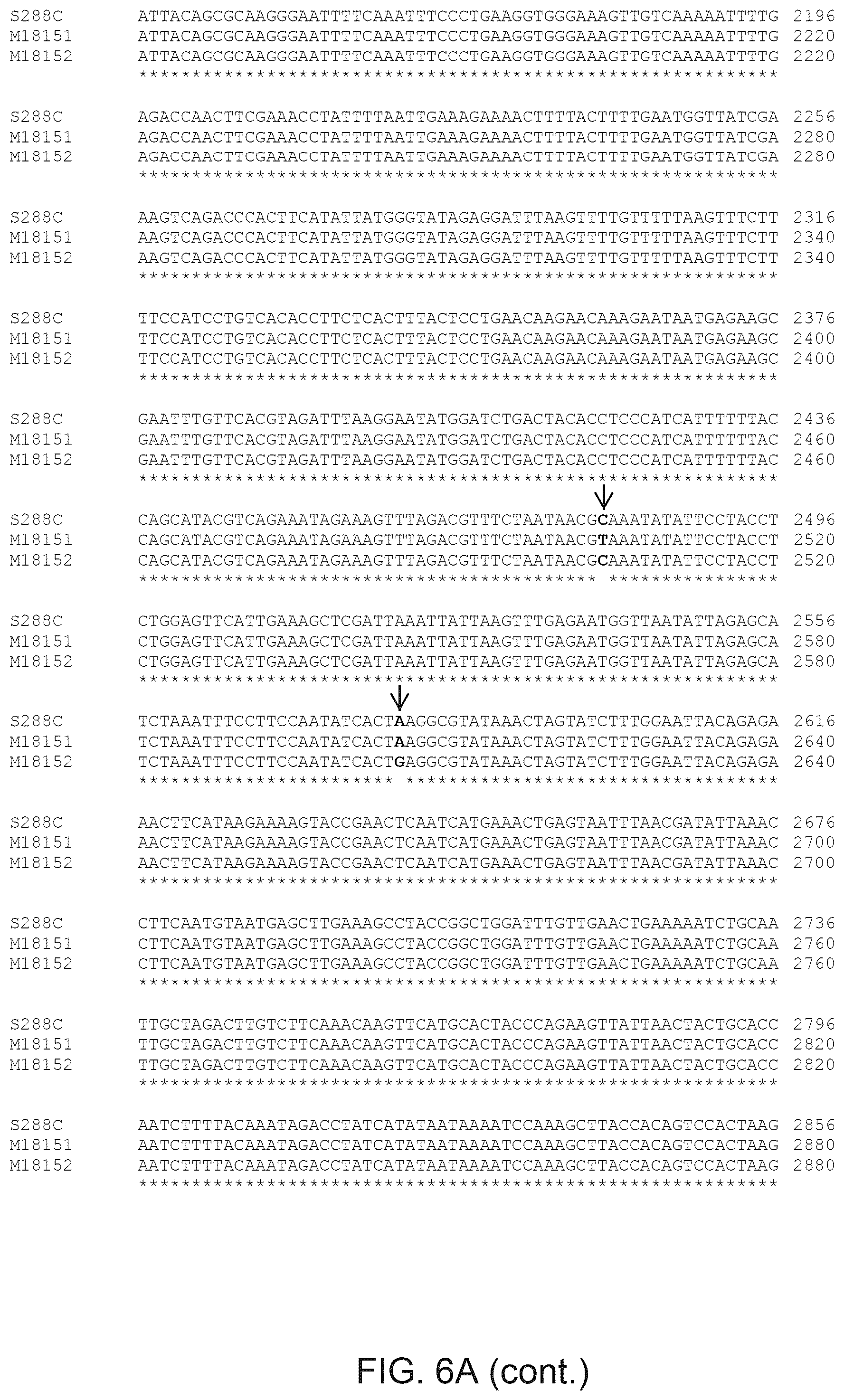 Patent US12365890 Figure 9 – Optimization of yeast host cells for the production of heterologous proteins