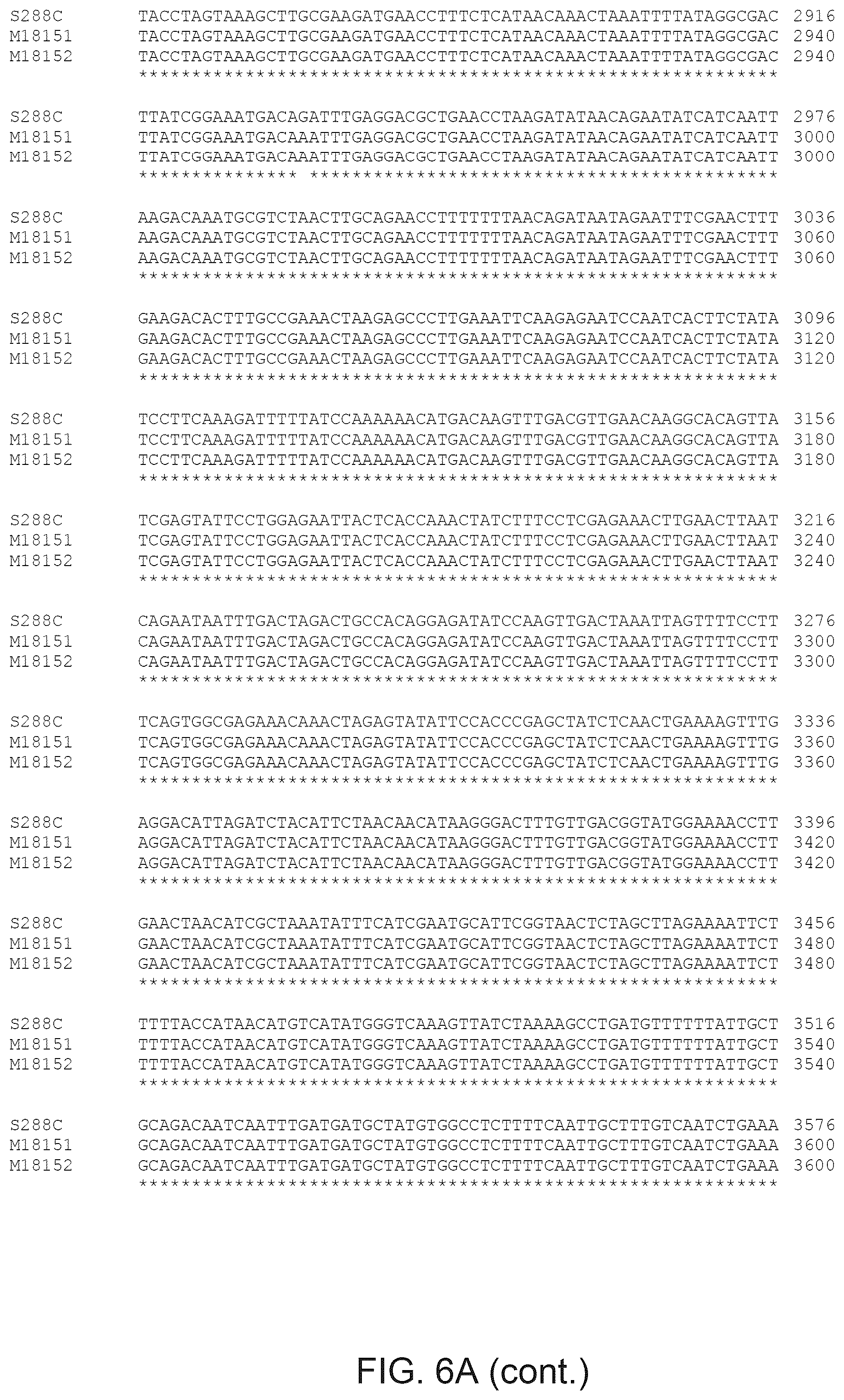 Patent US12365890 Figure 10 – Optimization of yeast host cells for the production of heterologous proteins