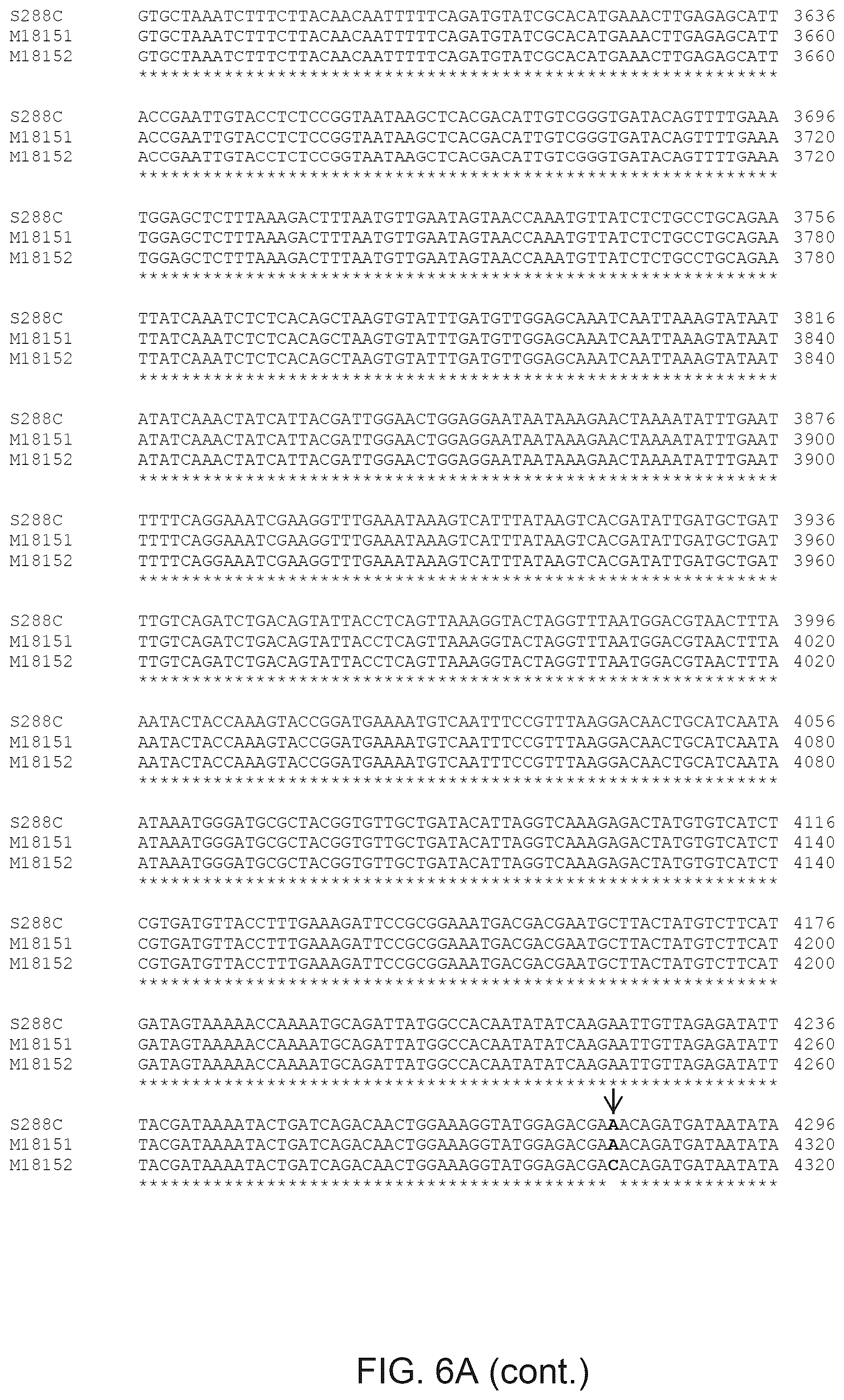 Patent US12365890 Figure 11 – Optimization of yeast host cells for the production of heterologous proteins