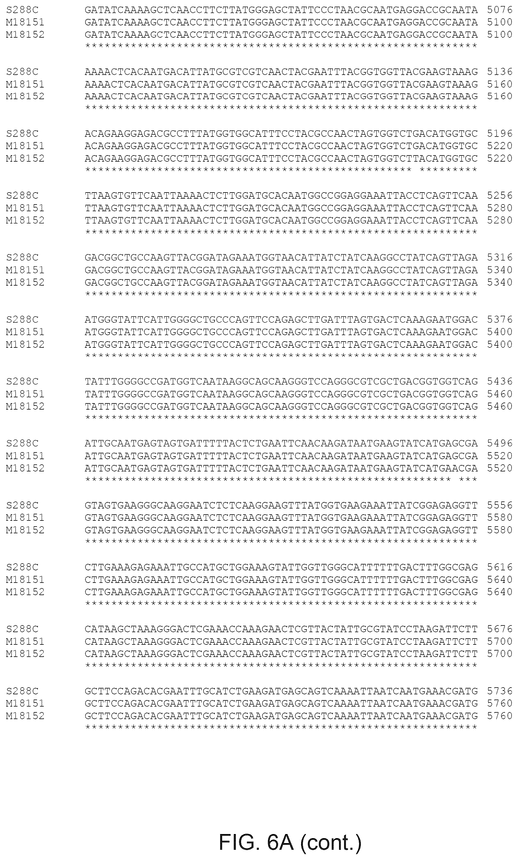 Patent US12365890 Figure 13 – Optimization of yeast host cells for the production of heterologous proteins