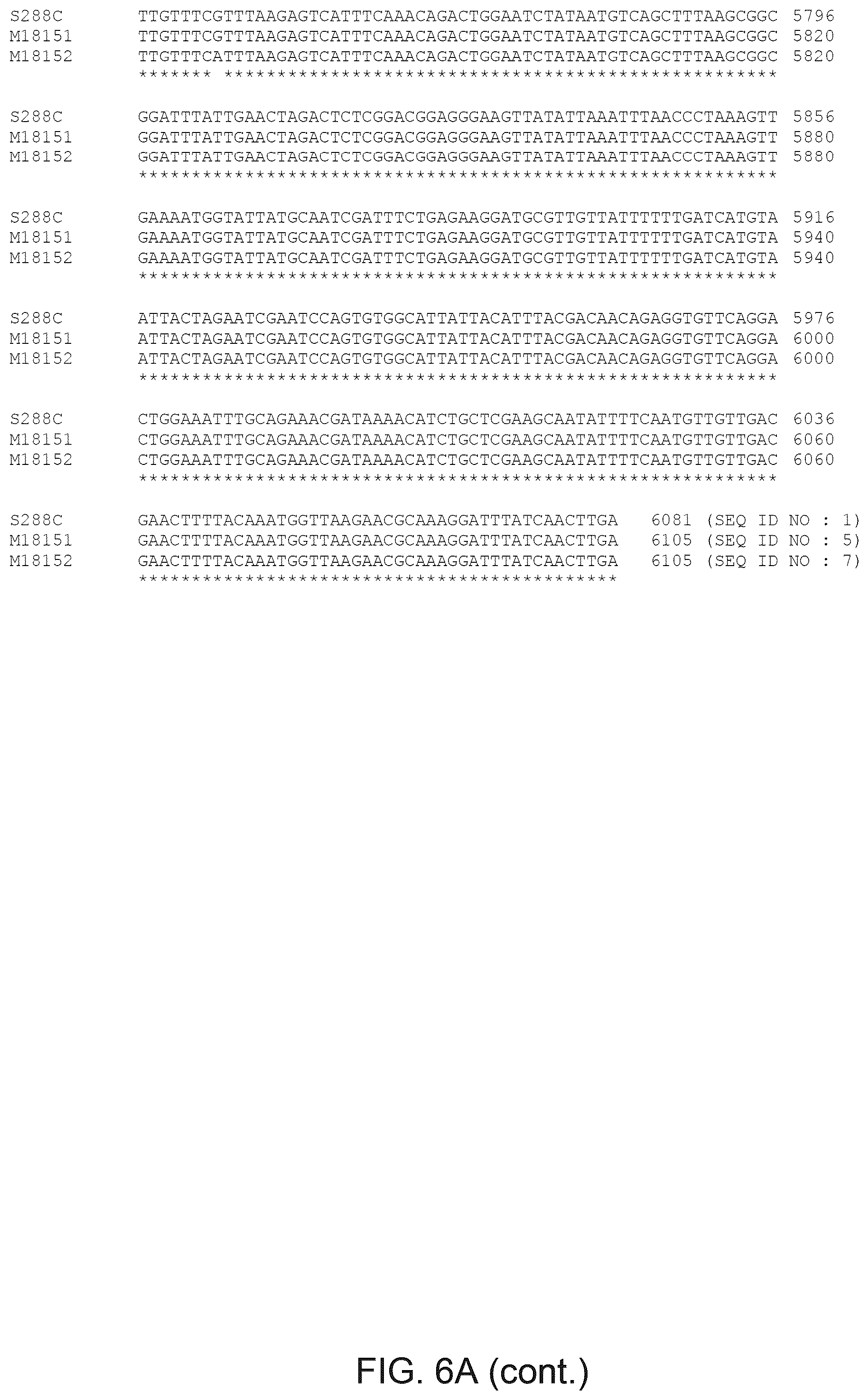 Patent US12365890 Figure 14 – Optimization of yeast host cells for the production of heterologous proteins