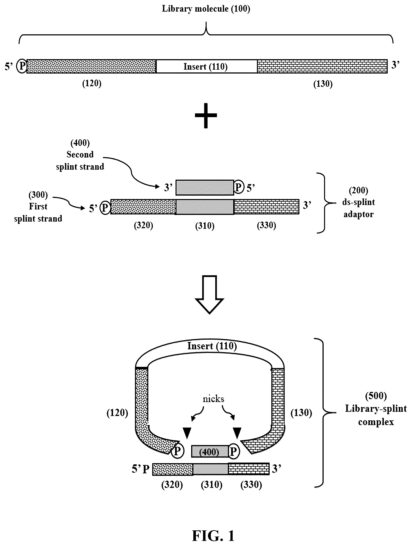 Patent US12365892 Figure 1 – Double-stranded splint adaptors with universal long splint strands and methods of use