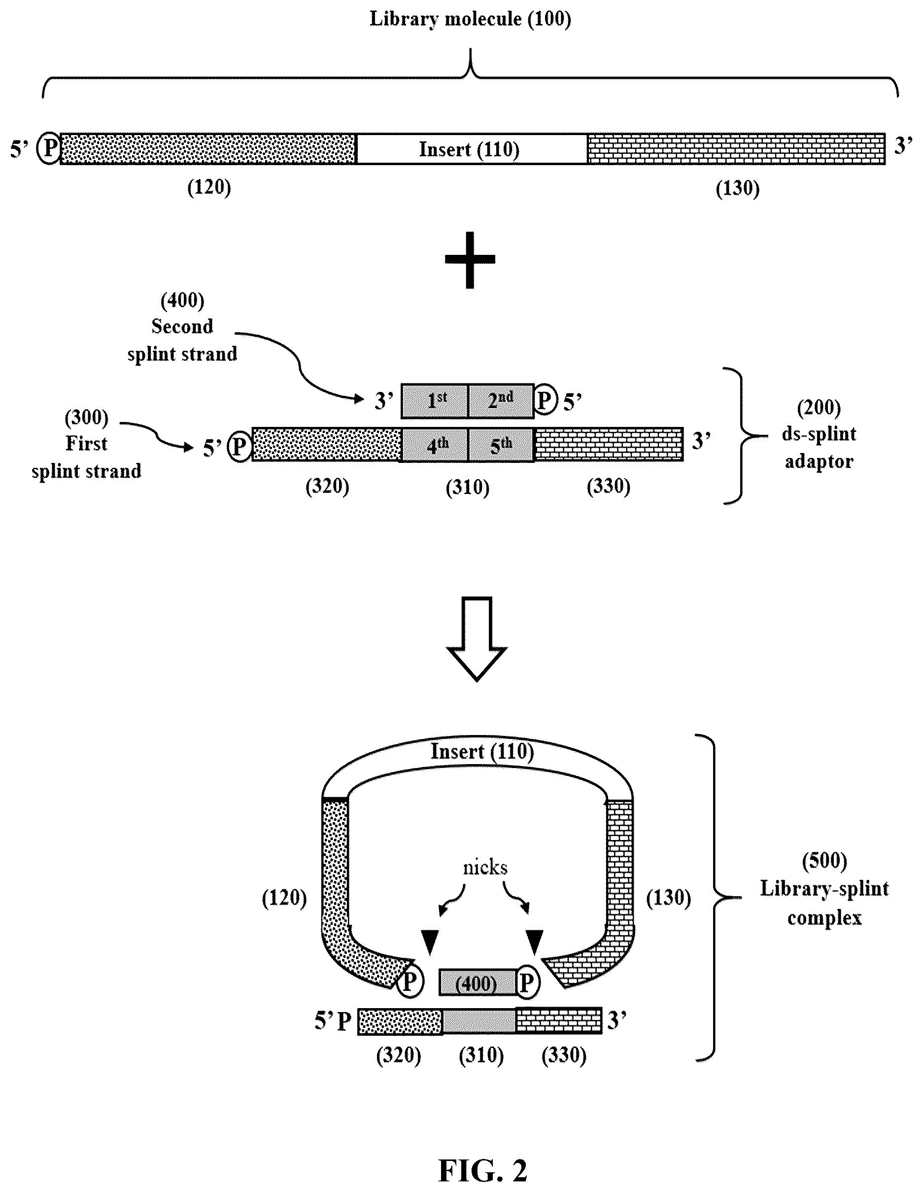 Patent US12365892 Figure 2 – Double-stranded splint adaptors with universal long splint strands and methods of use