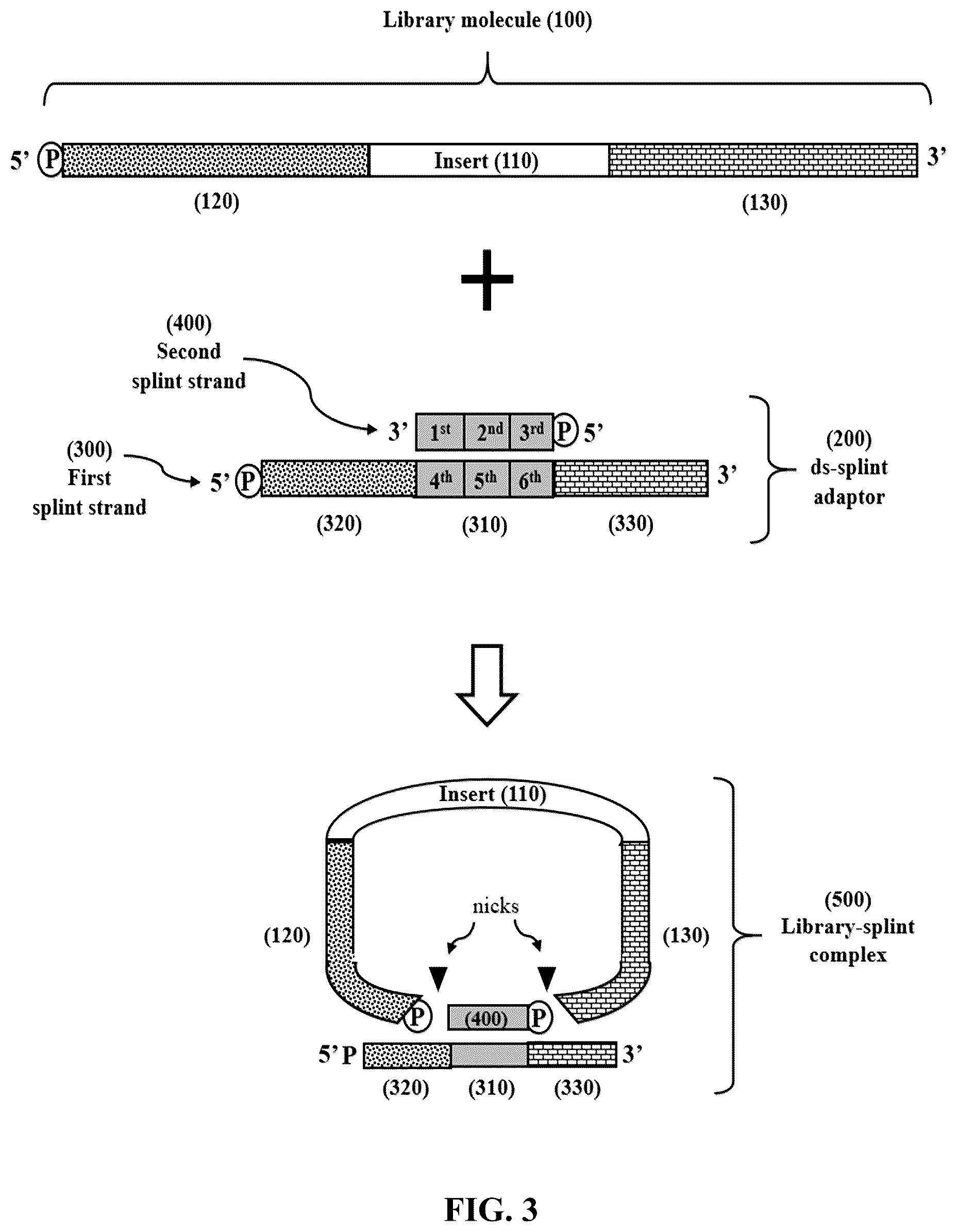 Patent US12365892 Figure 3 – Double-stranded splint adaptors with universal long splint strands and methods of use