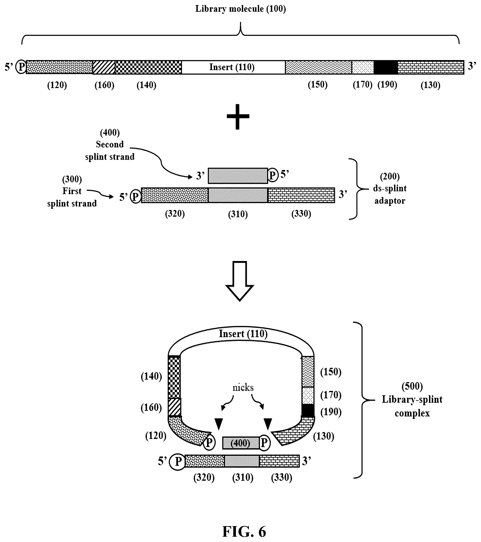 Patent US12365892 Figure 6 – Double-stranded splint adaptors with universal long splint strands and methods of use