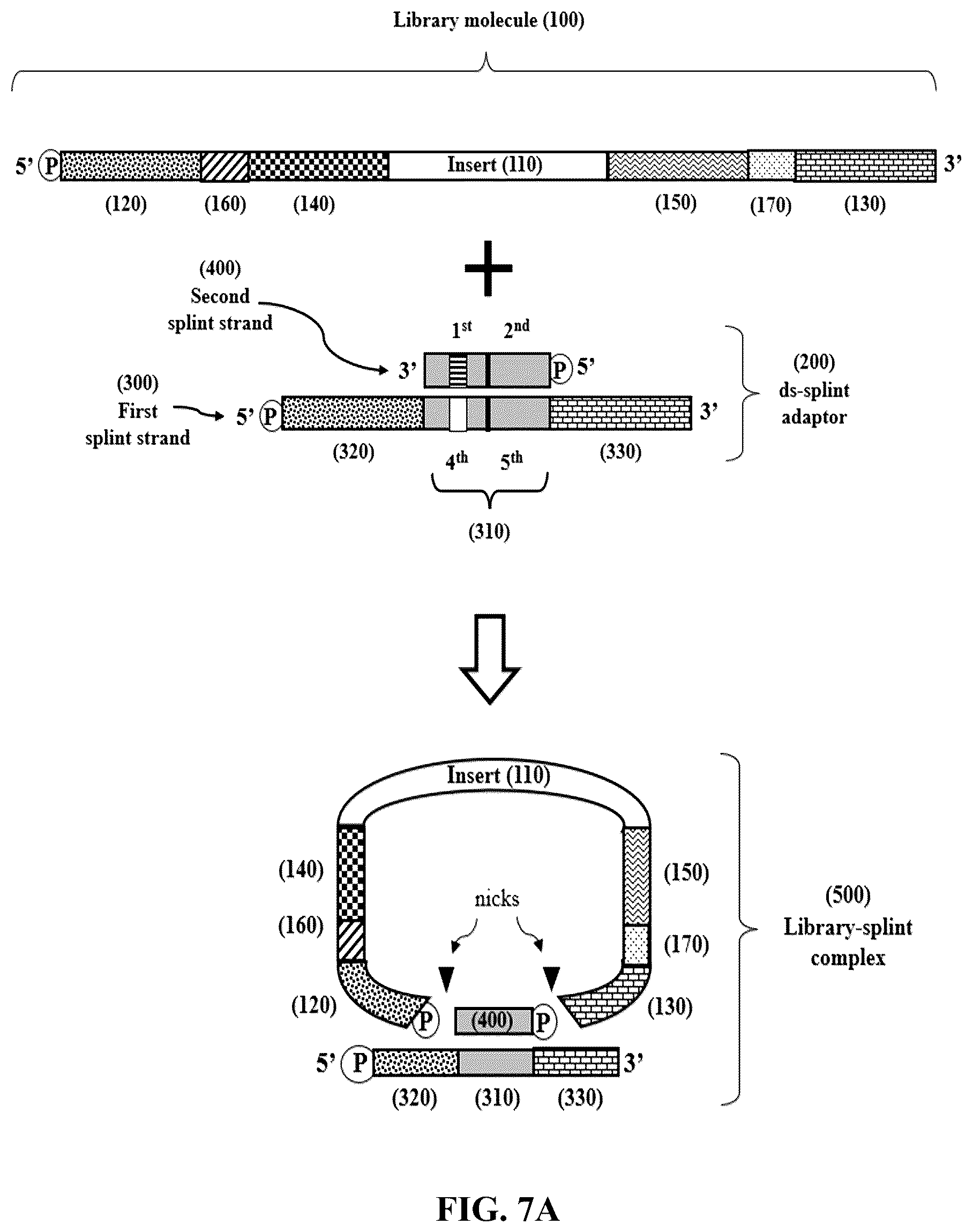 Patent US12365892 Figure 7 – Double-stranded splint adaptors with universal long splint strands and methods of use