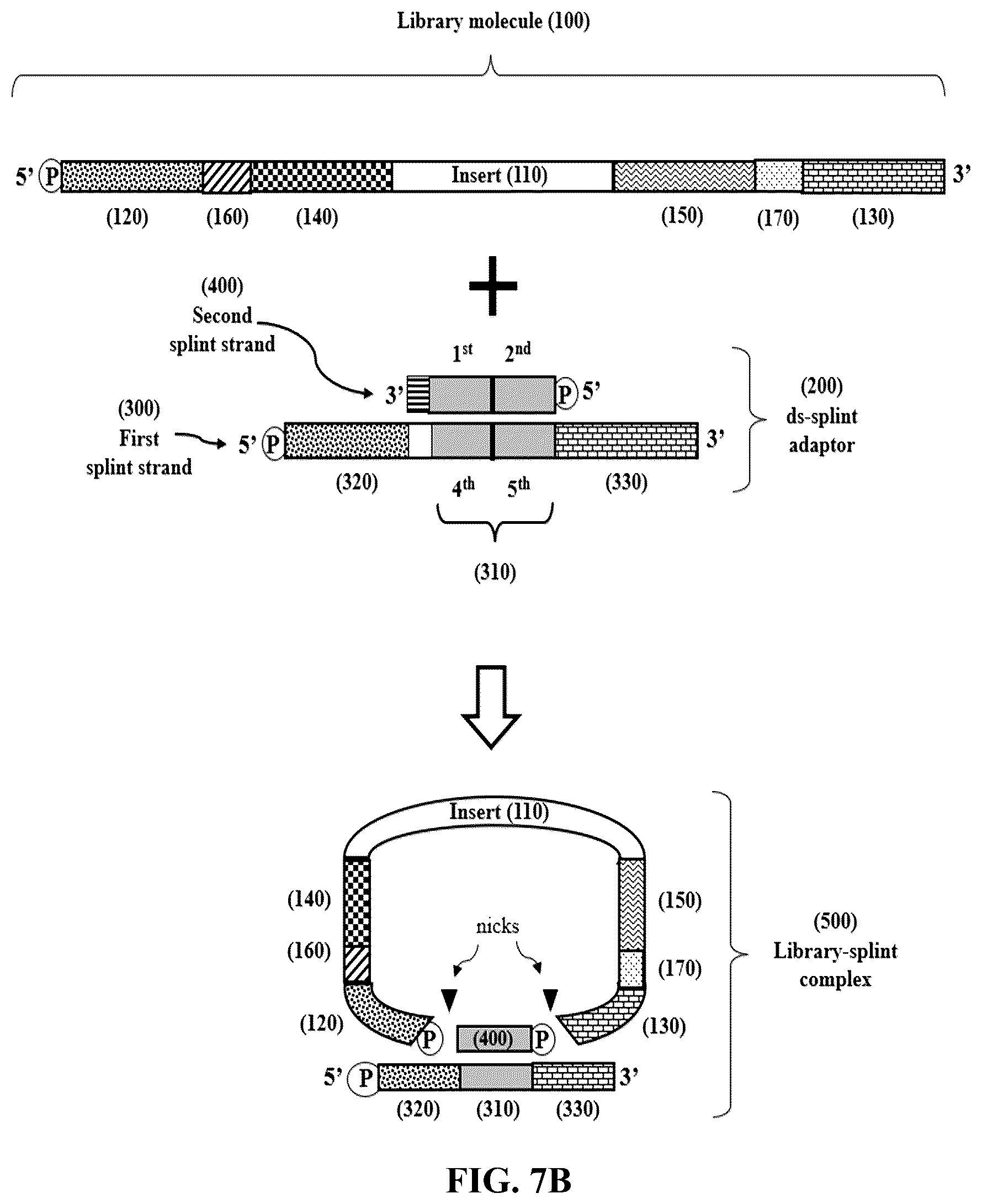 Patent US12365892 Figure 8 – Double-stranded splint adaptors with universal long splint strands and methods of use