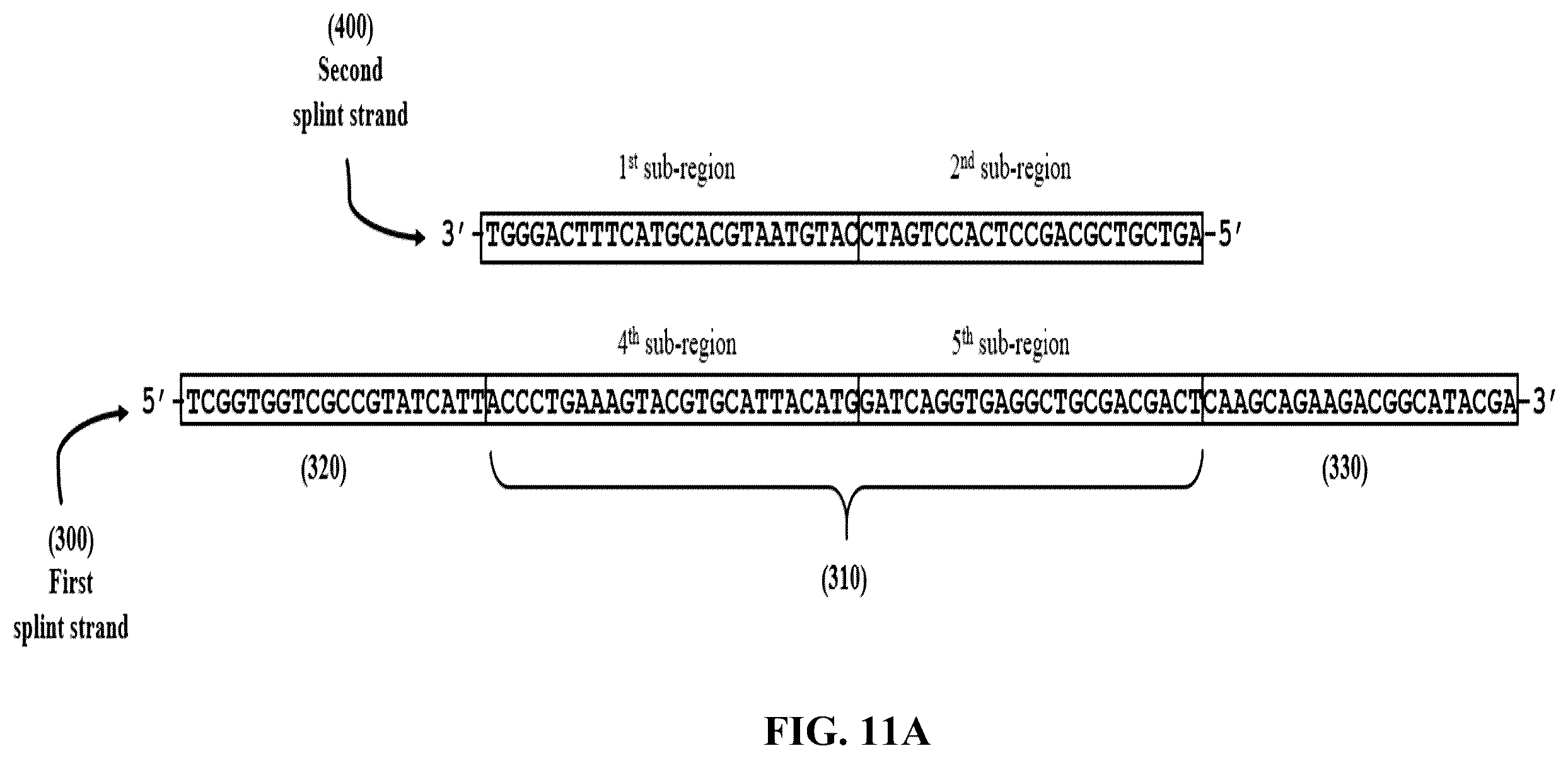 Patent US12365892 Figure 12 – Double-stranded splint adaptors with universal long splint strands and methods of use