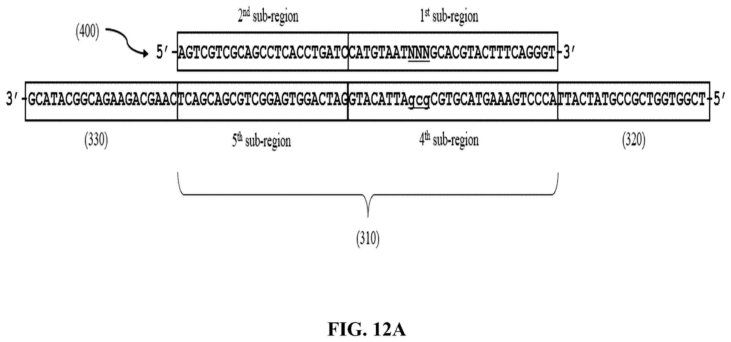 Patent US12365892 Figure 16 – Double-stranded splint adaptors with universal long splint strands and methods of use