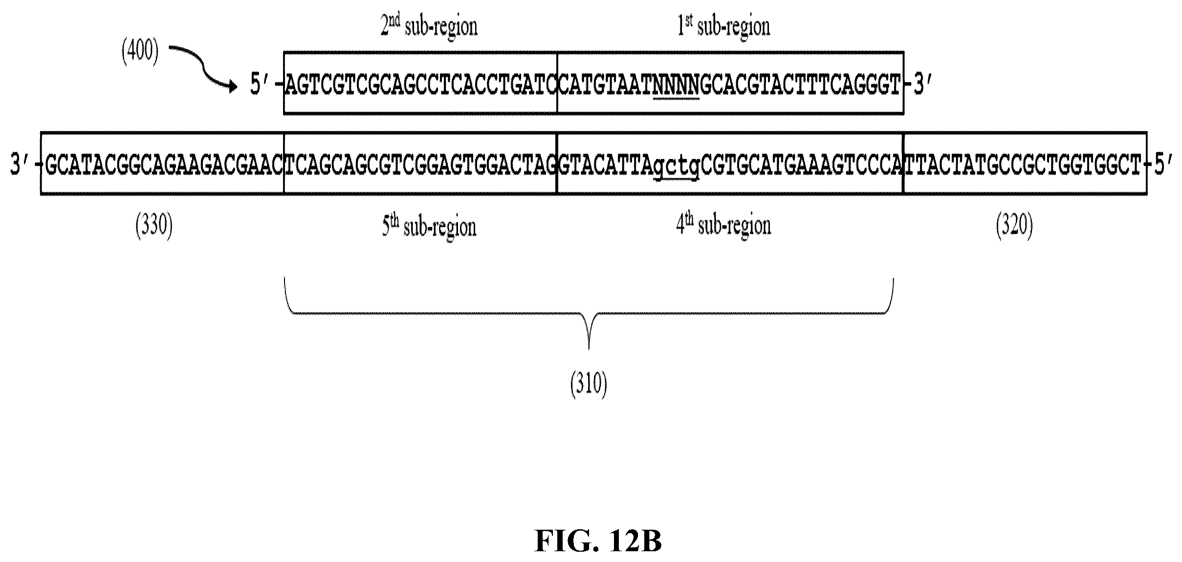 Patent US12365892 Figure 17 – Double-stranded splint adaptors with universal long splint strands and methods of use