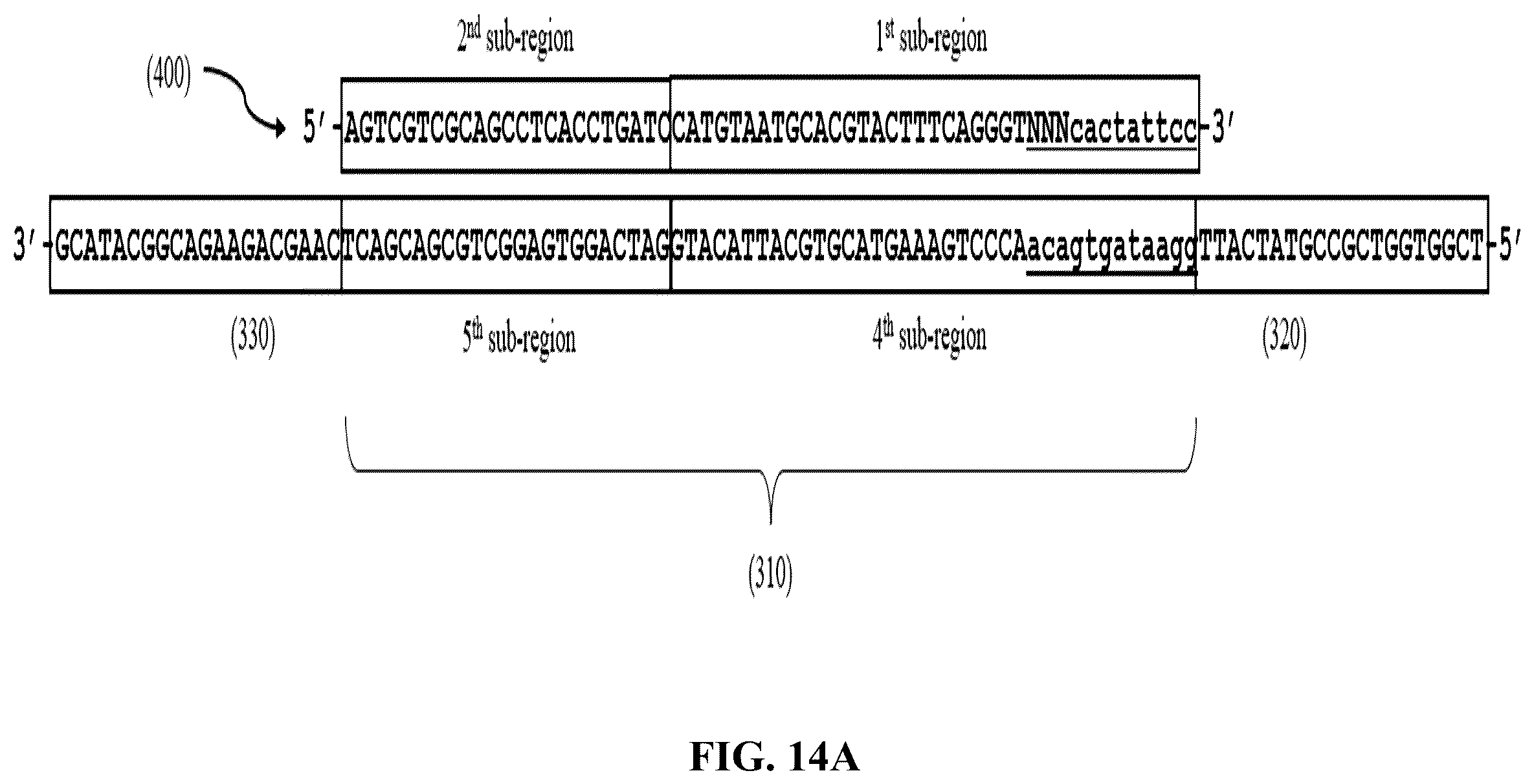 Patent US12365892 Figure 20 – Double-stranded splint adaptors with universal long splint strands and methods of use