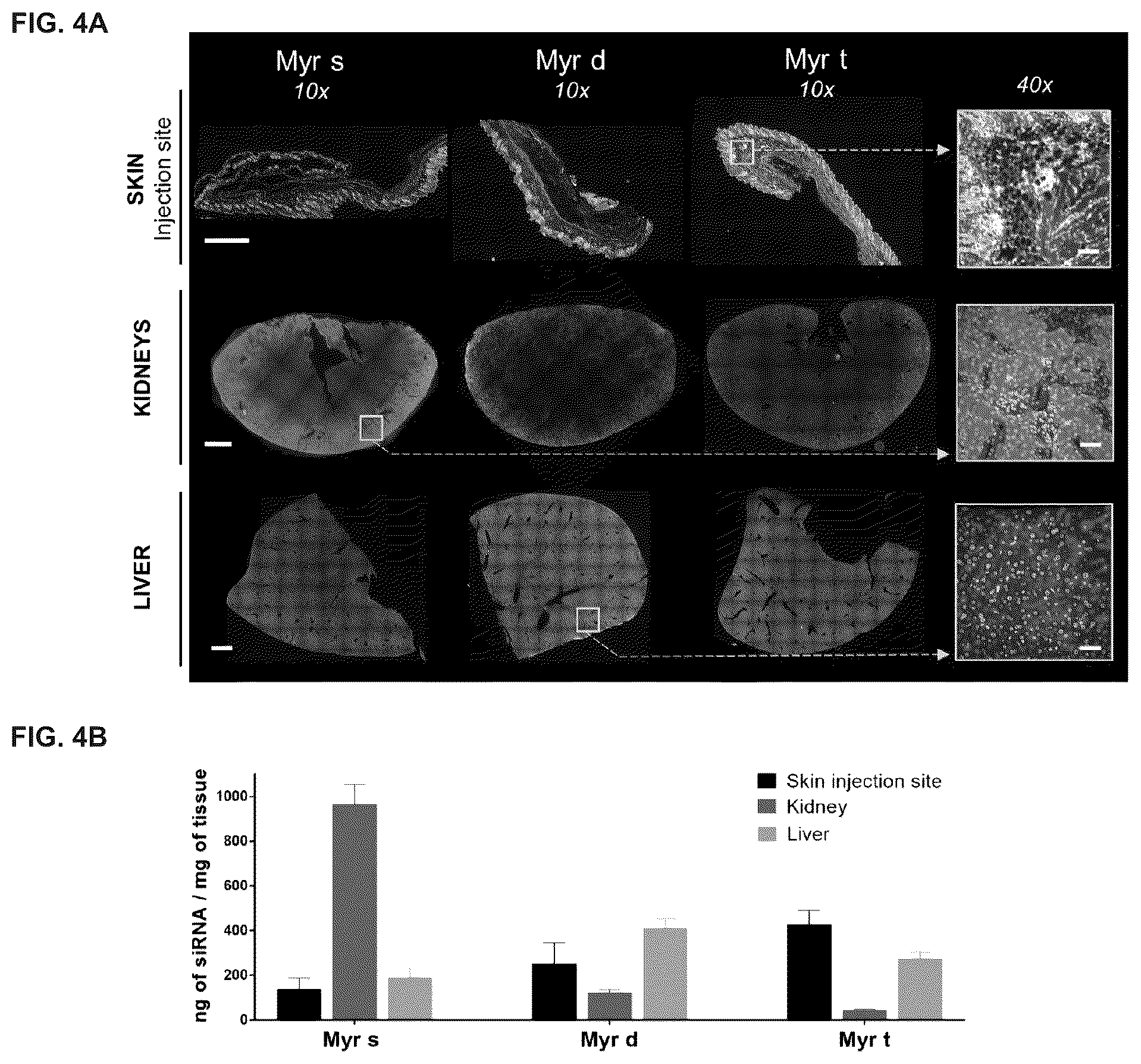 Patent US12365894 Figure 4 – Branched lipid conjugates of siRNA for specific tissue delivery