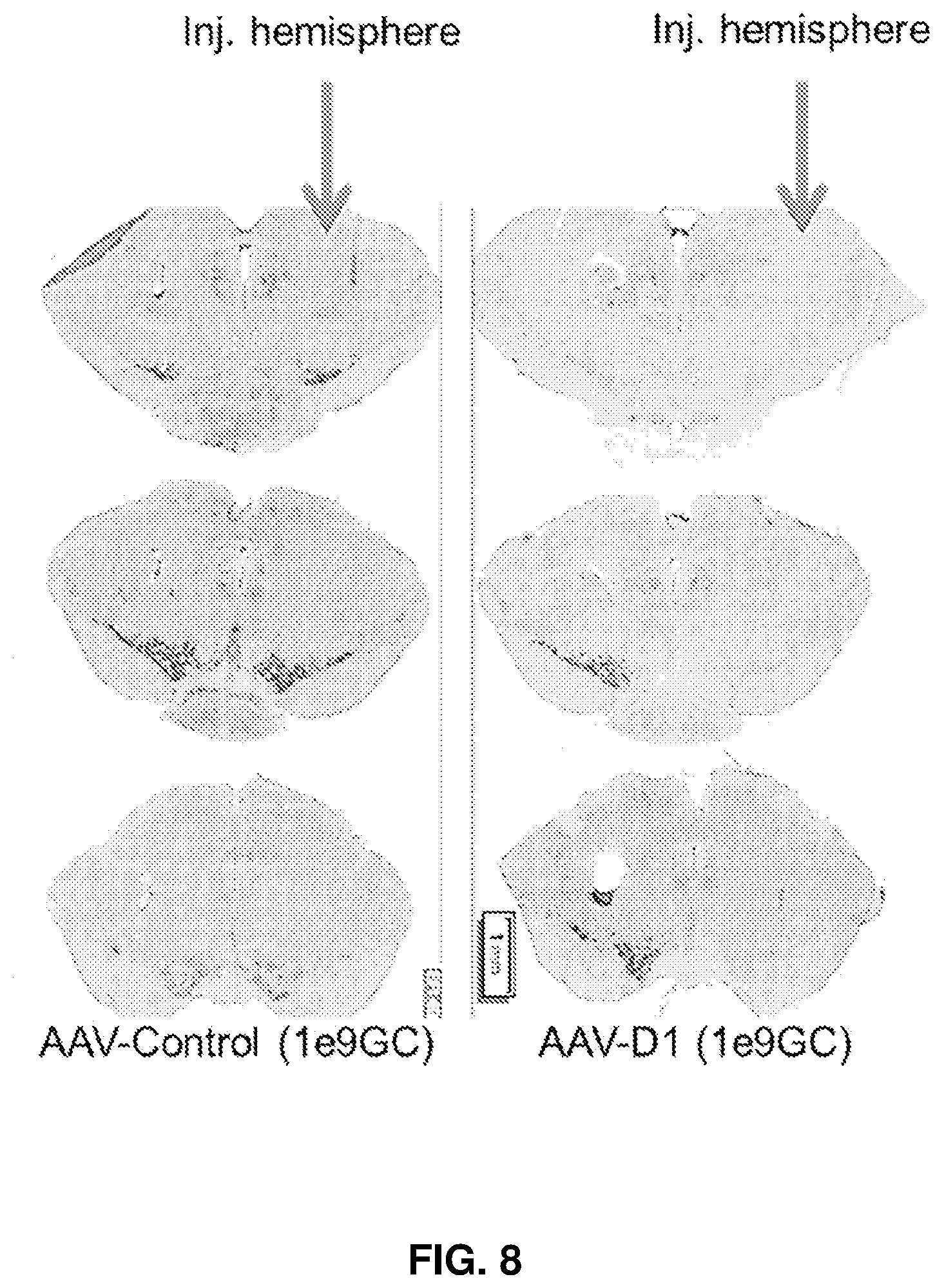 Patent US12365895 Figure 8 – Variant RNAi against alpha-synuclein