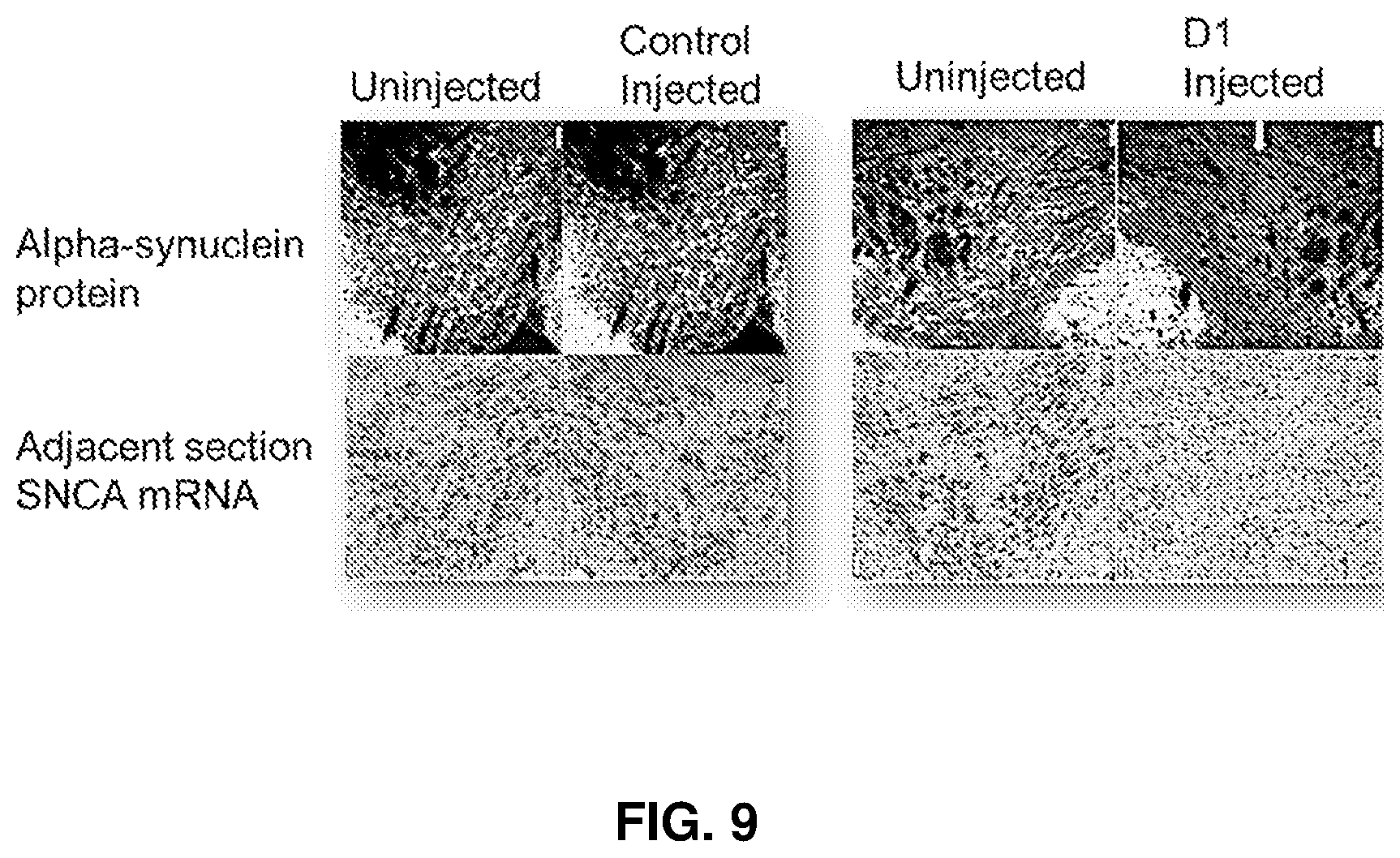 Patent US12365895 Figure 9 – Variant RNAi against alpha-synuclein