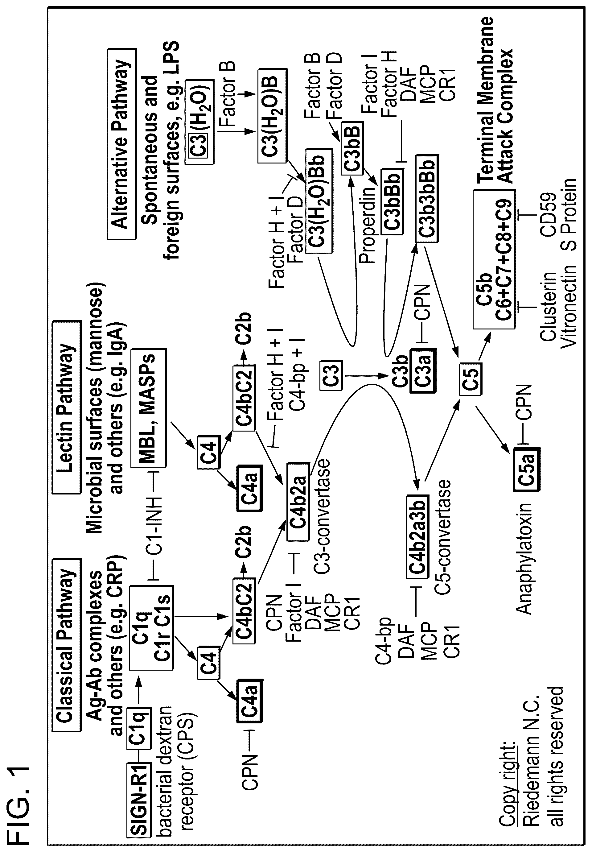 Patent US12365896 Figure 1 – Complement component C3 iRNA compositions and methods of use thereof