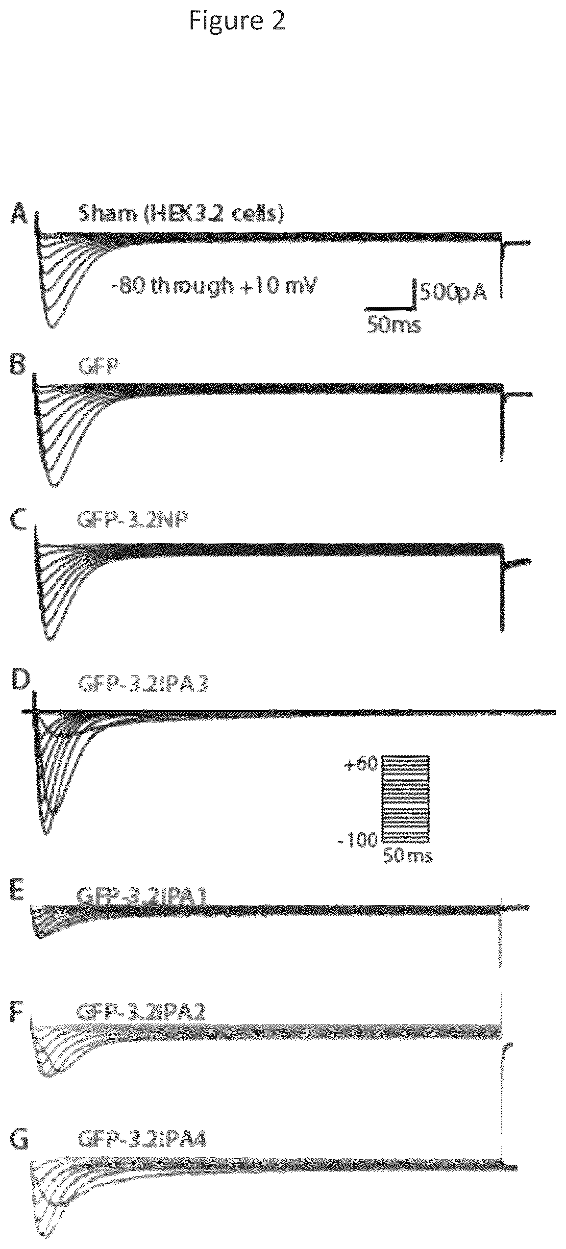 Patent US12365898 Figure 4 – Calcium channel 3.2 inhibitory peptides and uses thereof