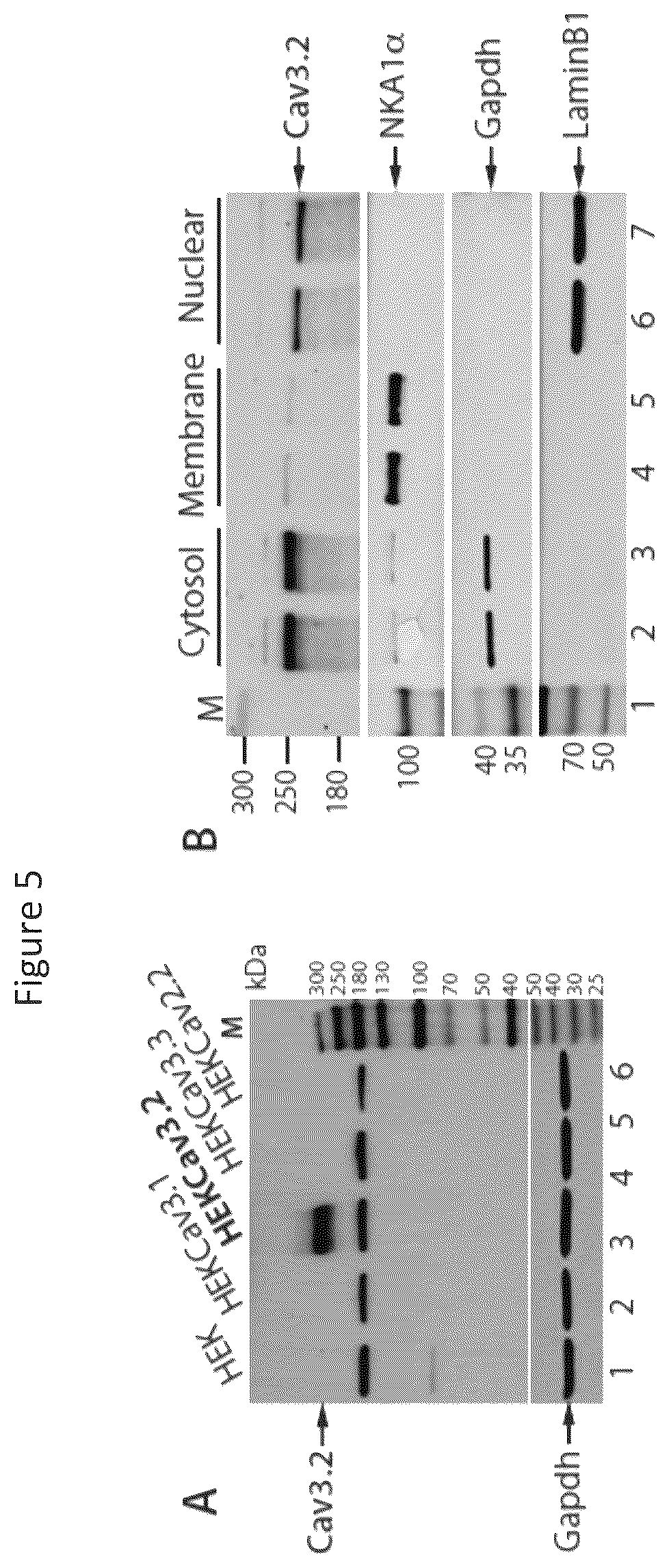 Patent US12365898 Figure 9 – Calcium channel 3.2 inhibitory peptides and uses thereof