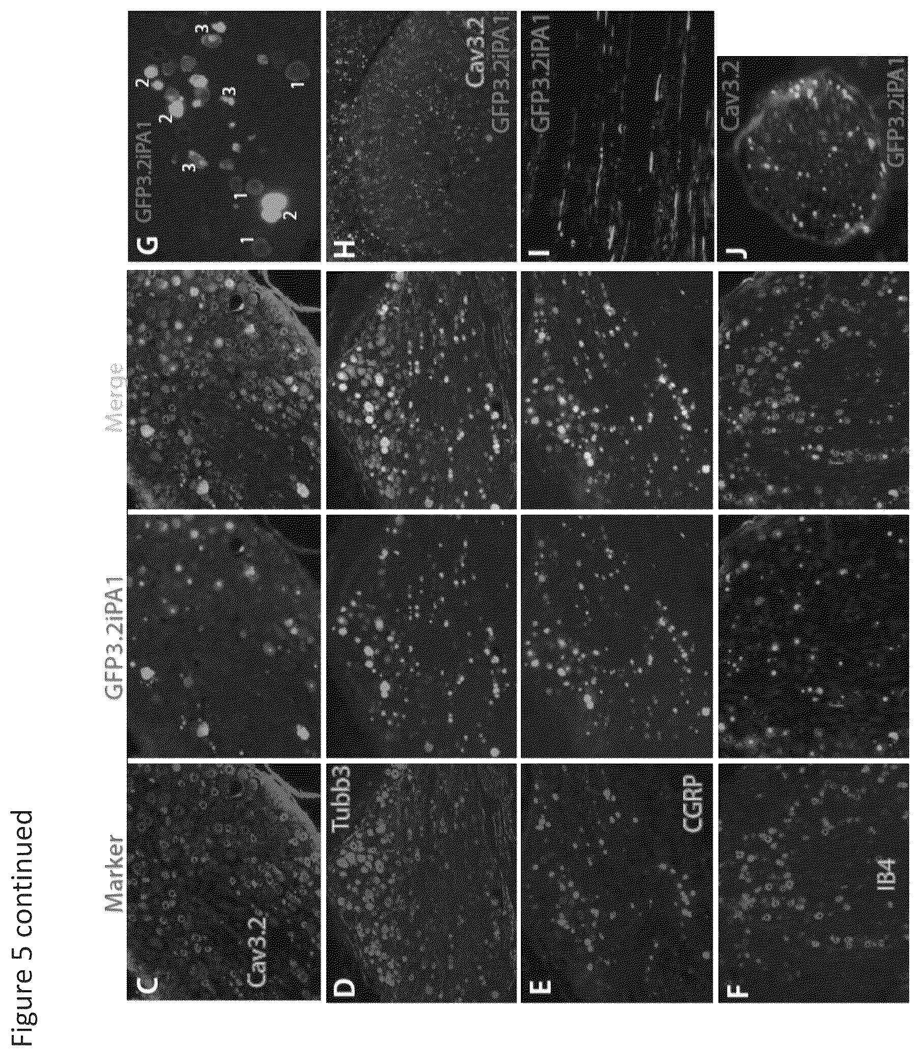 Patent US12365898 Figure 10 – Calcium channel 3.2 inhibitory peptides and uses thereof