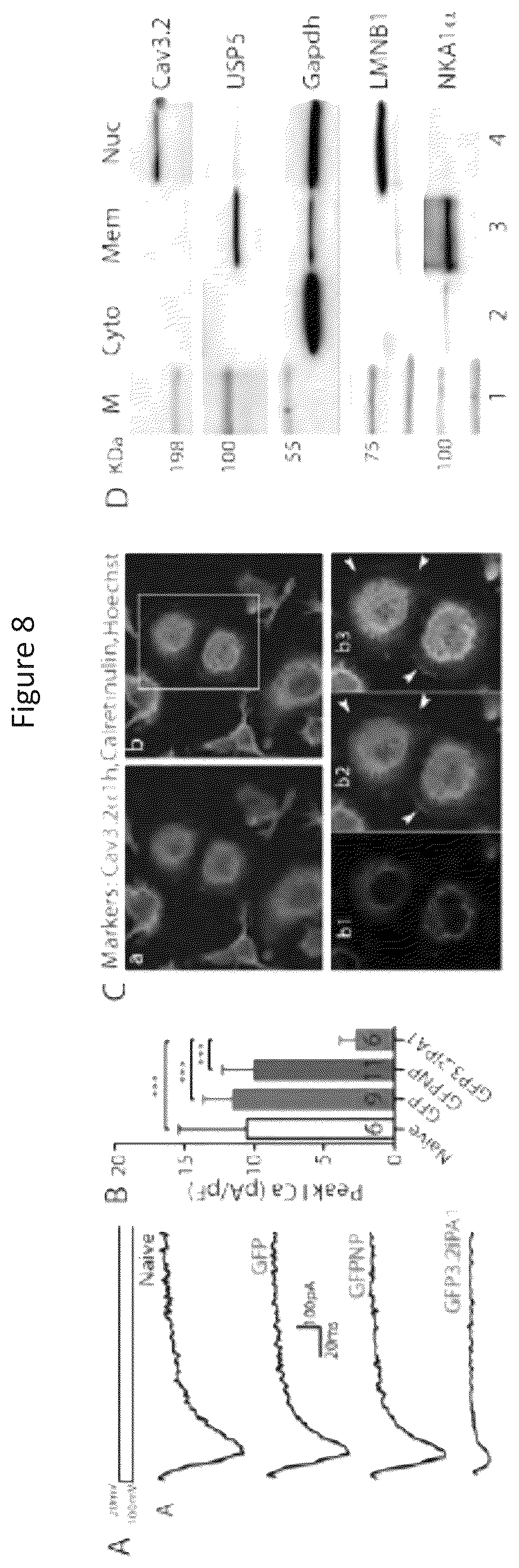 Patent US12365898 Figure 13 – Calcium channel 3.2 inhibitory peptides and uses thereof