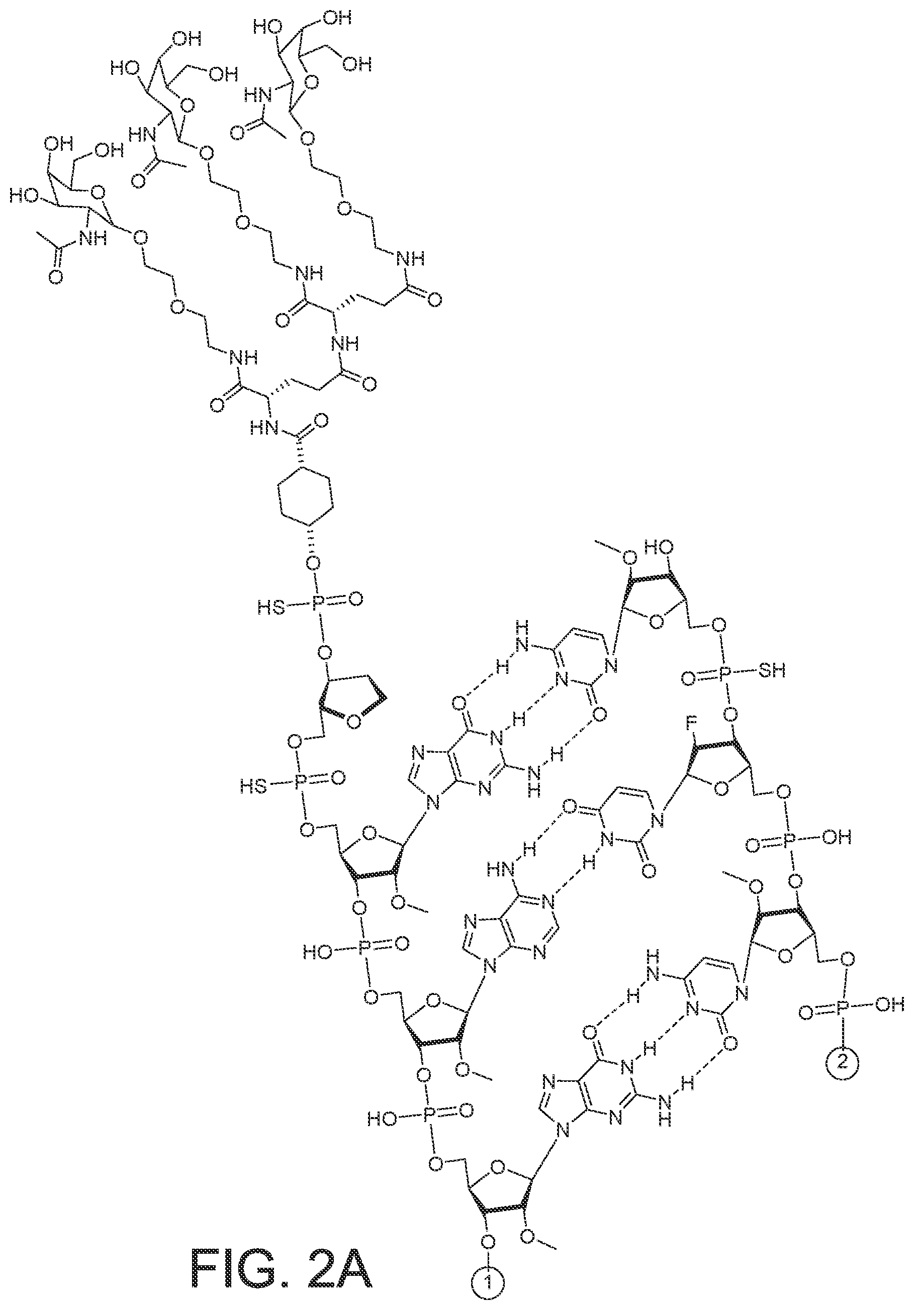 Patent US12365899 Figure 4 – RNAi agents and compositions for inhibiting expression of apolipoprotein C-III (APOC3)