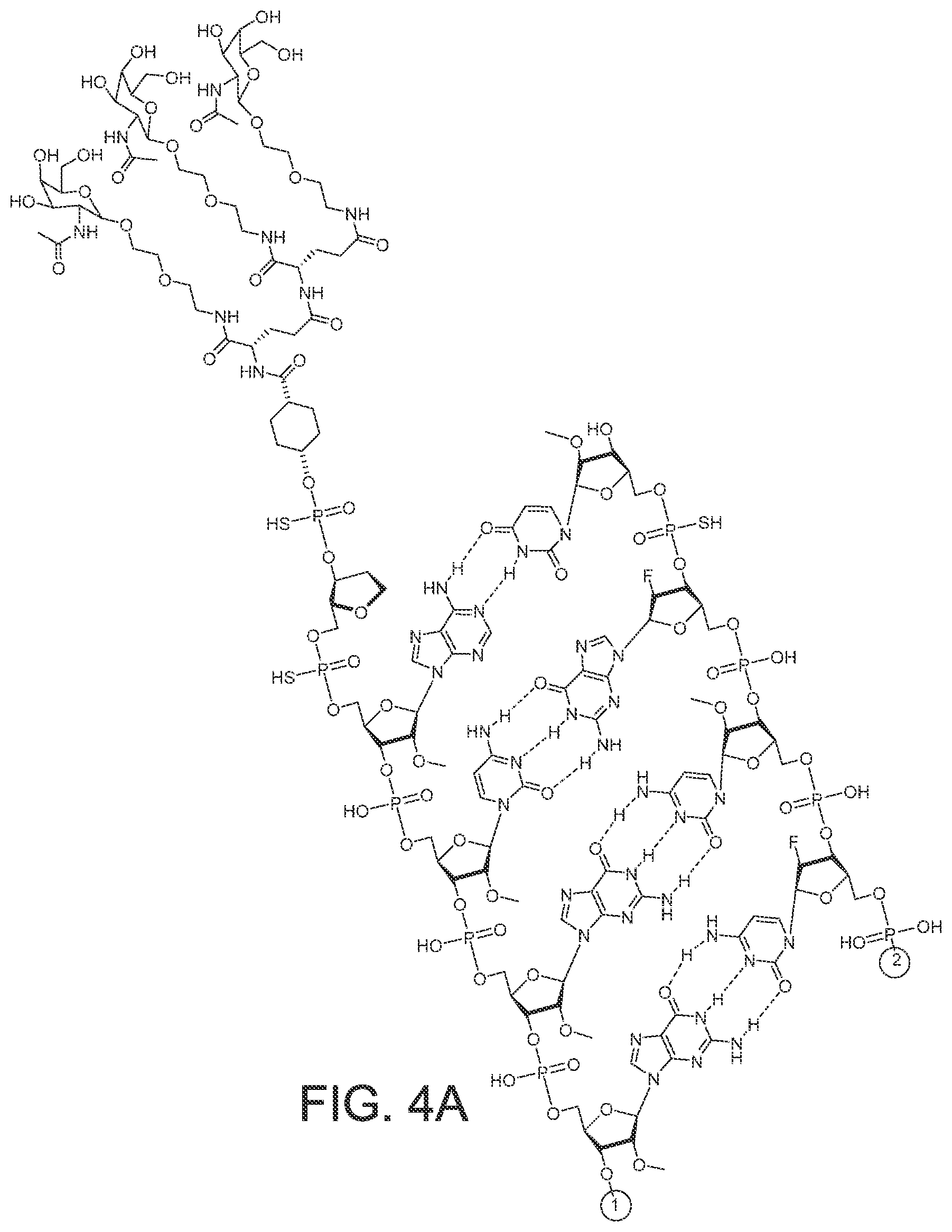 Patent US12365899 Figure 12 – RNAi agents and compositions for inhibiting expression of apolipoprotein C-III (APOC3)