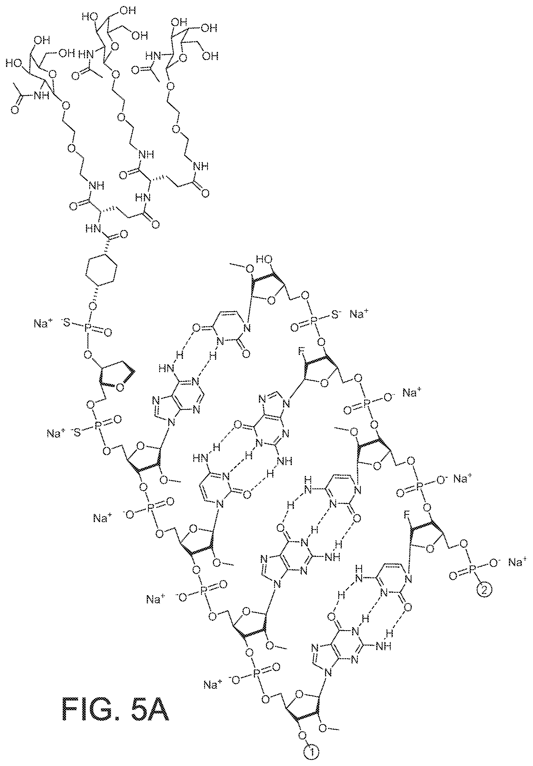 Patent US12365899 Figure 16 – RNAi agents and compositions for inhibiting expression of apolipoprotein C-III (APOC3)