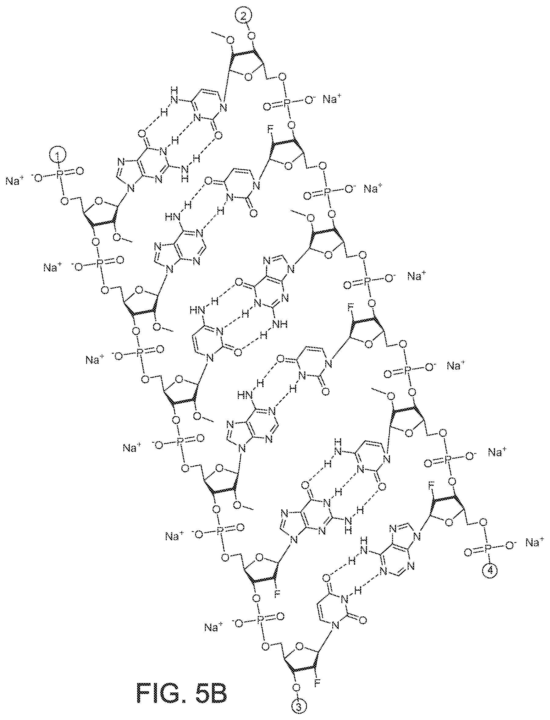 Patent US12365899 Figure 17 – RNAi agents and compositions for inhibiting expression of apolipoprotein C-III (APOC3)