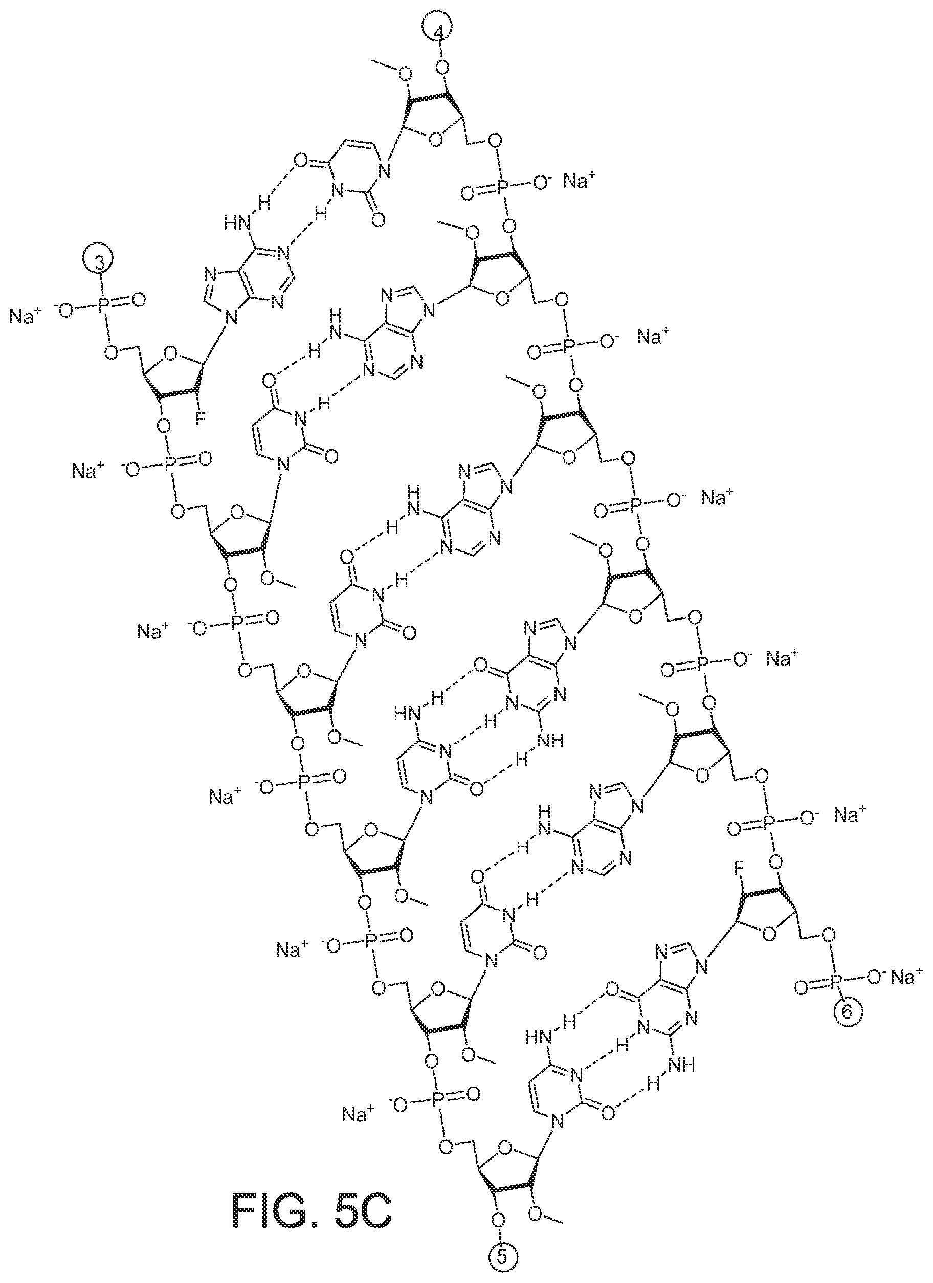 Patent US12365899 Figure 18 – RNAi agents and compositions for inhibiting expression of apolipoprotein C-III (APOC3)