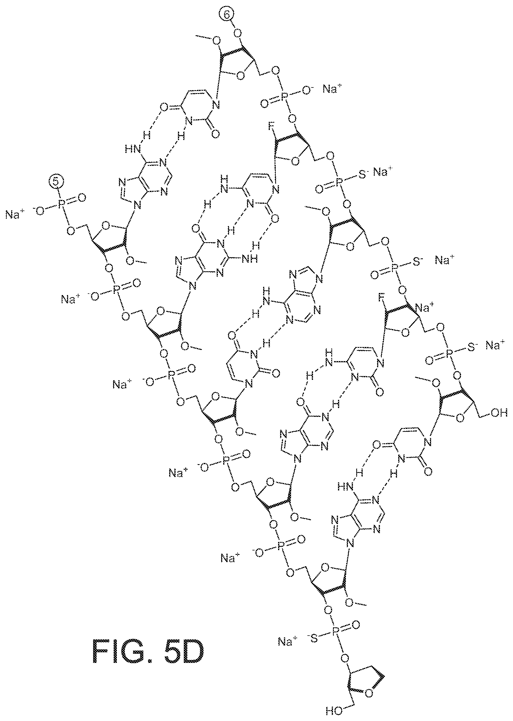 Patent US12365899 Figure 19 – RNAi agents and compositions for inhibiting expression of apolipoprotein C-III (APOC3)