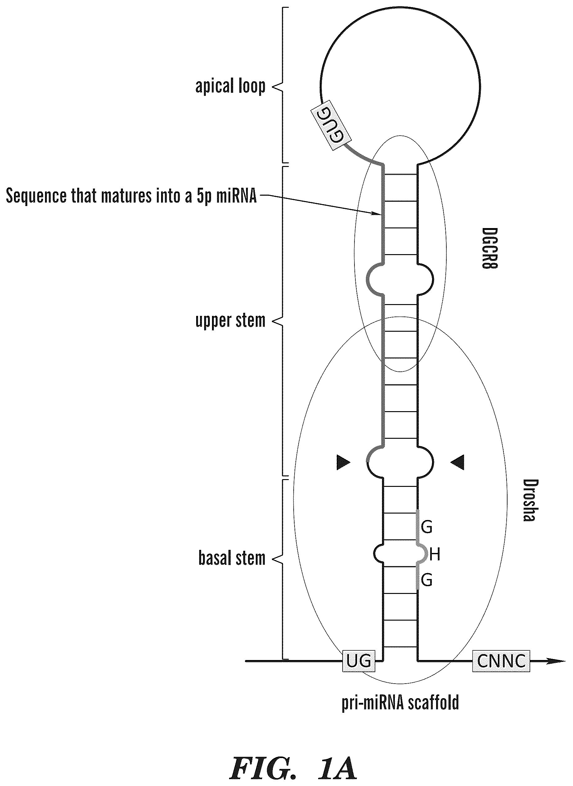 Patent US12365900 Figure 1 – miRNA switches for RNA-triggered control of RNA interference
