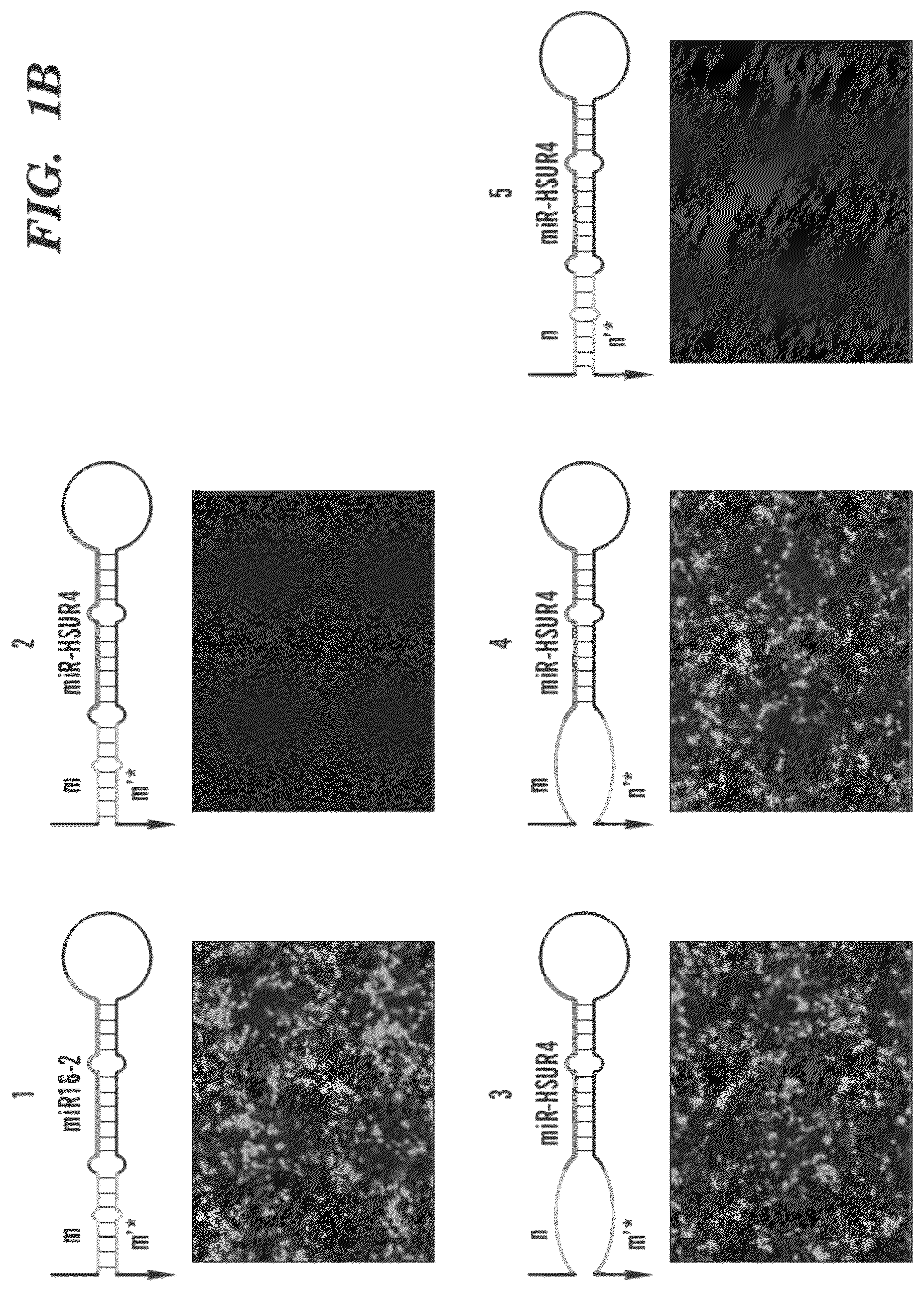 Patent US12365900 Figure 2 – miRNA switches for RNA-triggered control of RNA interference