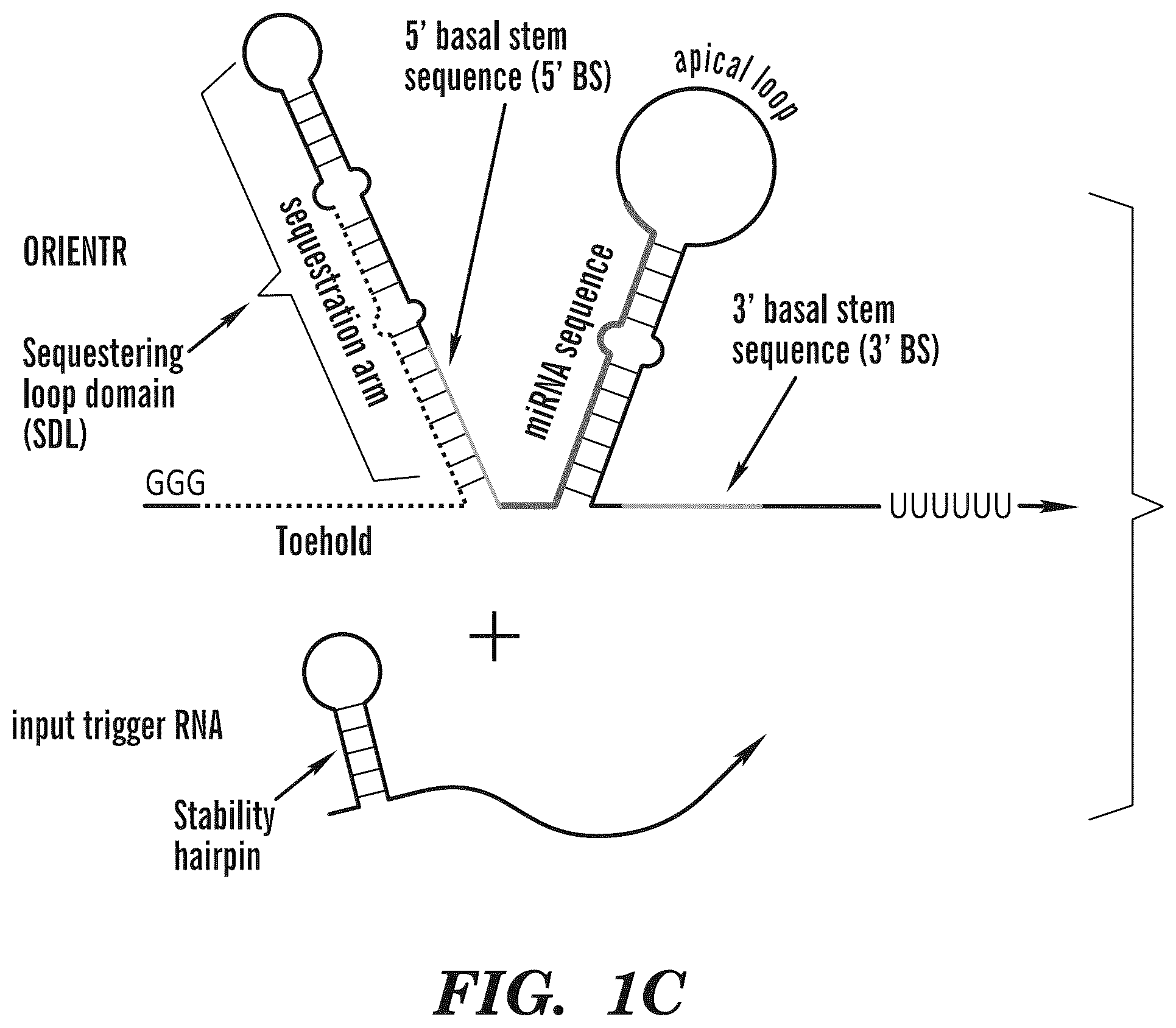 Patent US12365900 Figure 3 – miRNA switches for RNA-triggered control of RNA interference