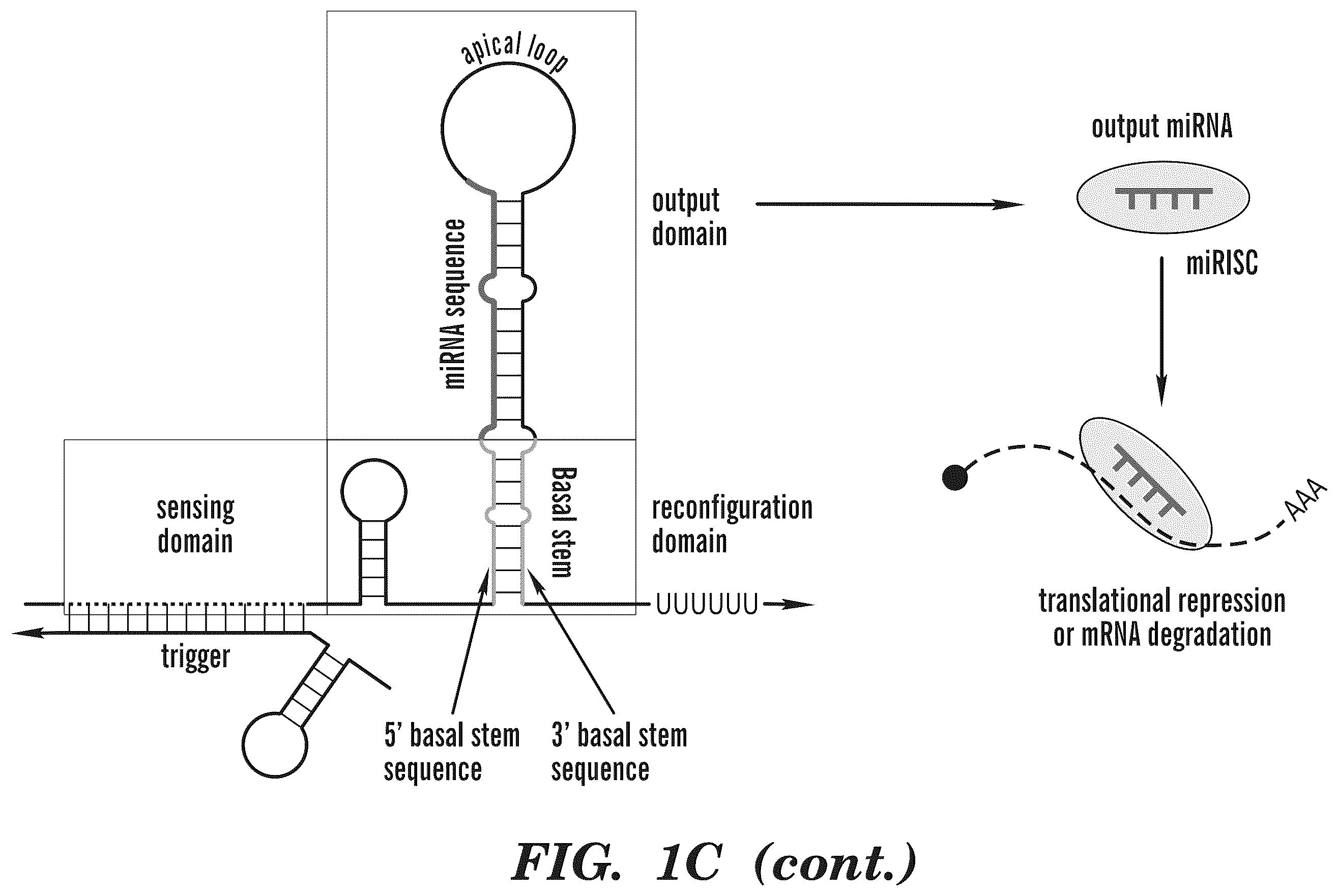 Patent US12365900 Figure 4 – miRNA switches for RNA-triggered control of RNA interference