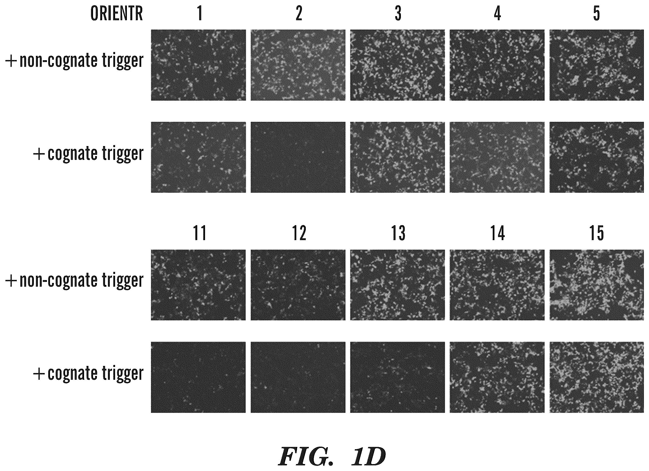 Patent US12365900 Figure 5 – miRNA switches for RNA-triggered control of RNA interference