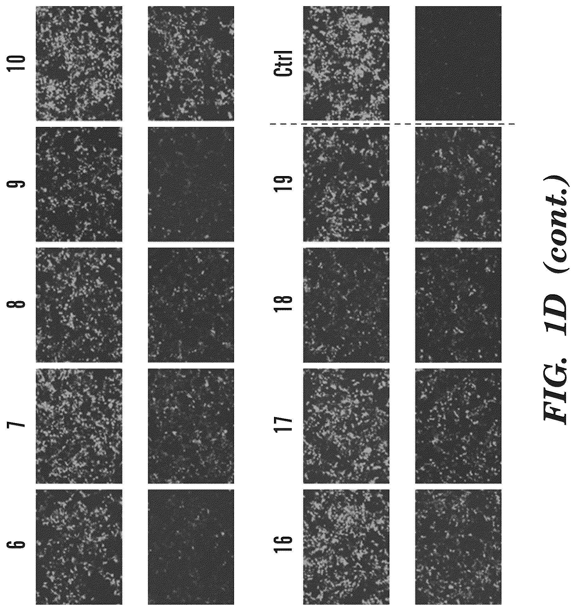 Patent US12365900 Figure 6 – miRNA switches for RNA-triggered control of RNA interference