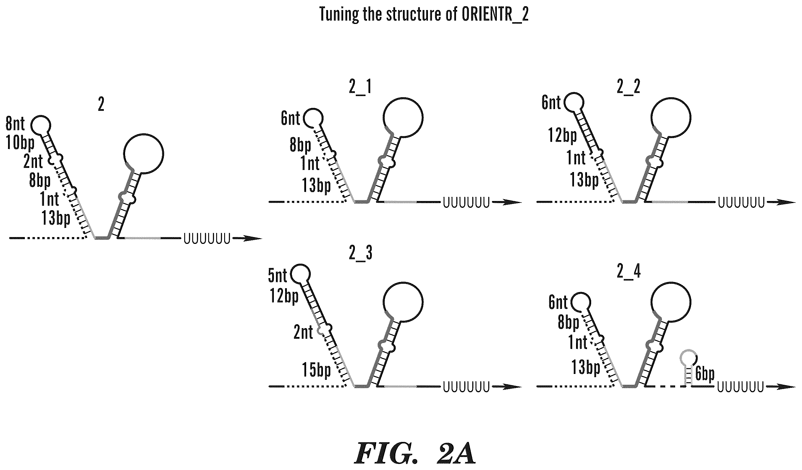 Patent US12365900 Figure 7 – miRNA switches for RNA-triggered control of RNA interference